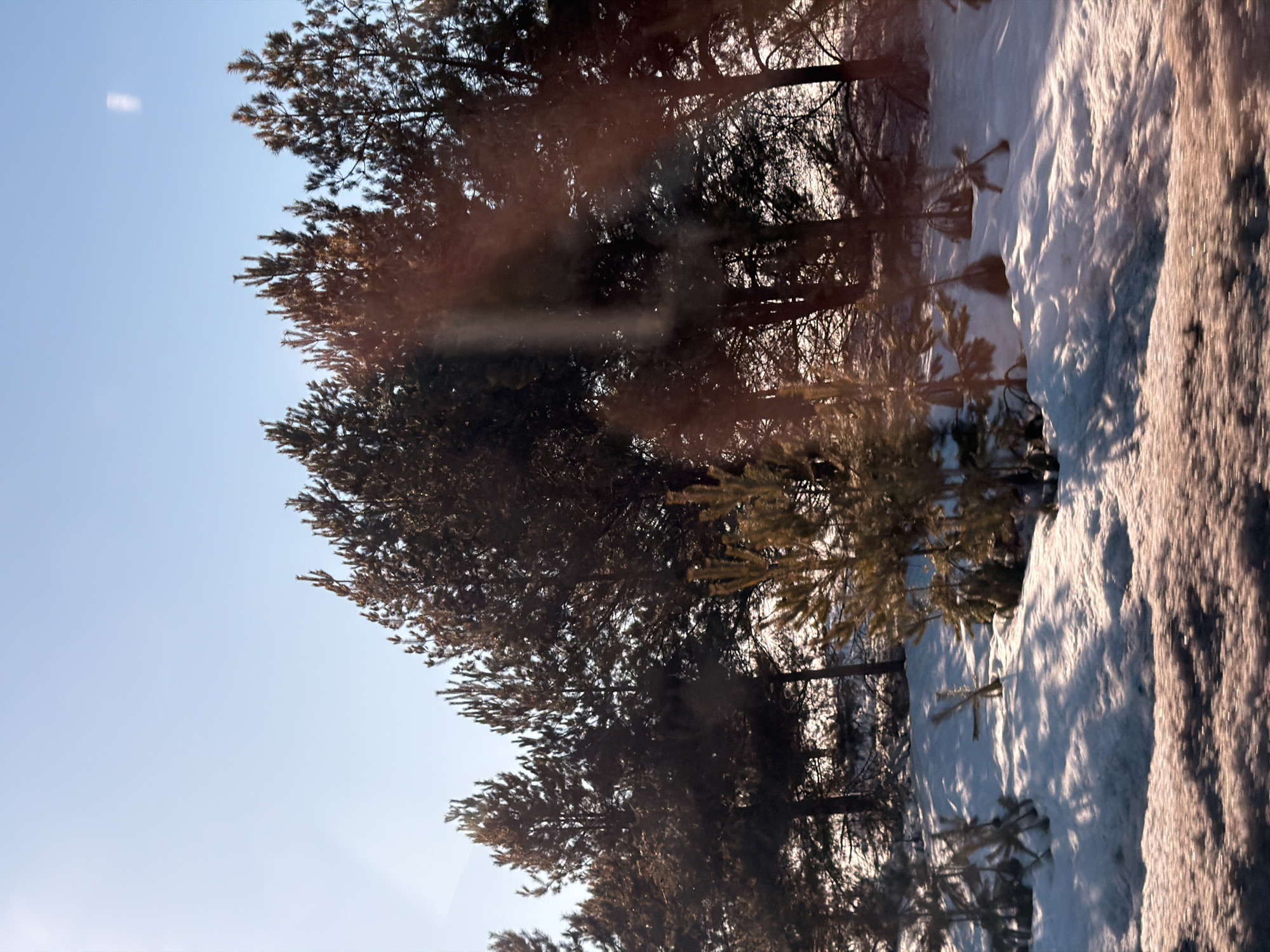 The image displays a snow-covered forested area in the city of Povarenki, Russia, under a clear, bright blue sky with visible sunlight. A dense collection of coniferous trees, identified as pines, occupies the middle and background, ranging from mature, dark-foliaged specimens to smaller, lighter-colored saplings. The ground is entirely covered by white snow, exhibiting varied textures and shadows cast by the trees. No individuals, human or animal, are present. The extreme foreground shows a blurred, brownish-orange area, suggesting the image was captured from a moving perspective, possibly adjacent to a road.