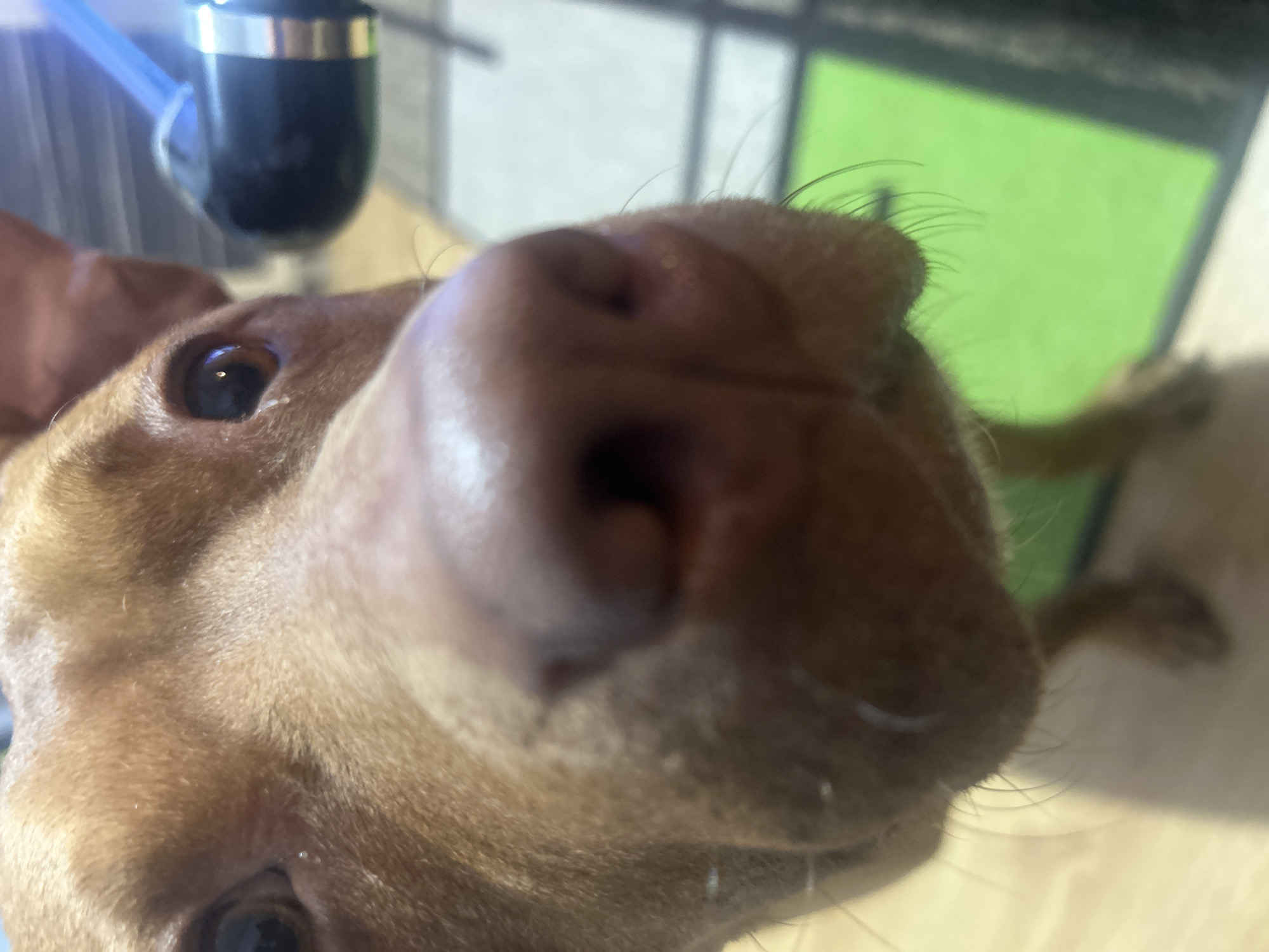 A close-up photograph focuses on the face of a brown dog, with its nose prominently centered in the frame. The dog's right eye is visible in the upper left corner, and a black object is faintly visible behind its head. A green object is partially visible in the background on the upper right. The location and city are not discernible from the image.