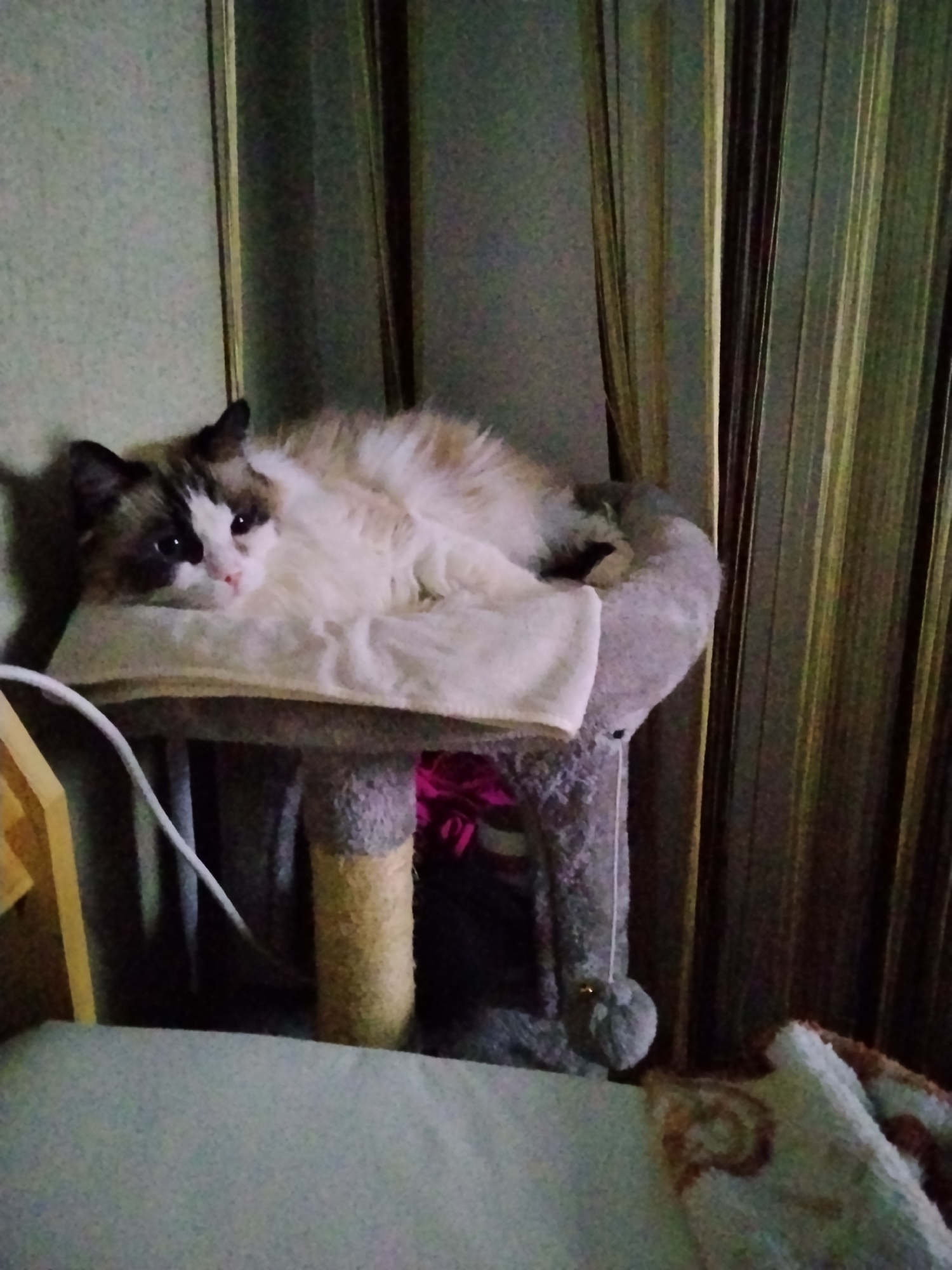 In Góra Kalwaria, Poland, a medium-haired cat with a bicolor coat (white and brown markings) is resting on a plush, gray cat tree. The cat is lying on its side on a light-colored cushion, with its head turned towards the viewer, appearing relaxed. The cat tree has a textured, gray fabric covering and a cylindrical scratching post made of sisal rope. Behind the cat tree, vertical striped curtains in shades of green and brown are visible. The background also includes a plain green wall and a yellow object on the left side, possibly part of furniture or another cat accessory. The lighting is dim, suggesting an indoor setting.