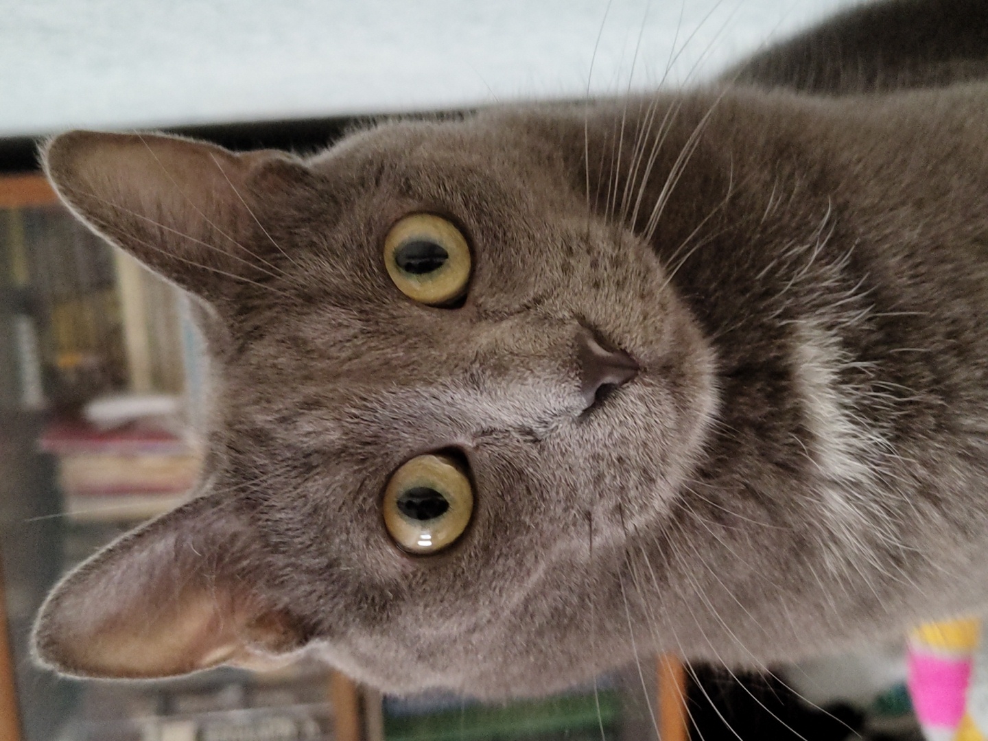 A close-up, head-on shot shows a grey cat looking directly at the camera. The cat has large, light yellow eyes and prominent white whiskers. Its fur is short and appears soft, with some lighter grey or white fur visible on its chest. The background is blurred, showing hints of bookshelves filled with books, suggesting an indoor environment. The lighting is soft, illuminating the cat's face evenly. The overall impression is one of calm observation. The location is Unknown, Unknown.