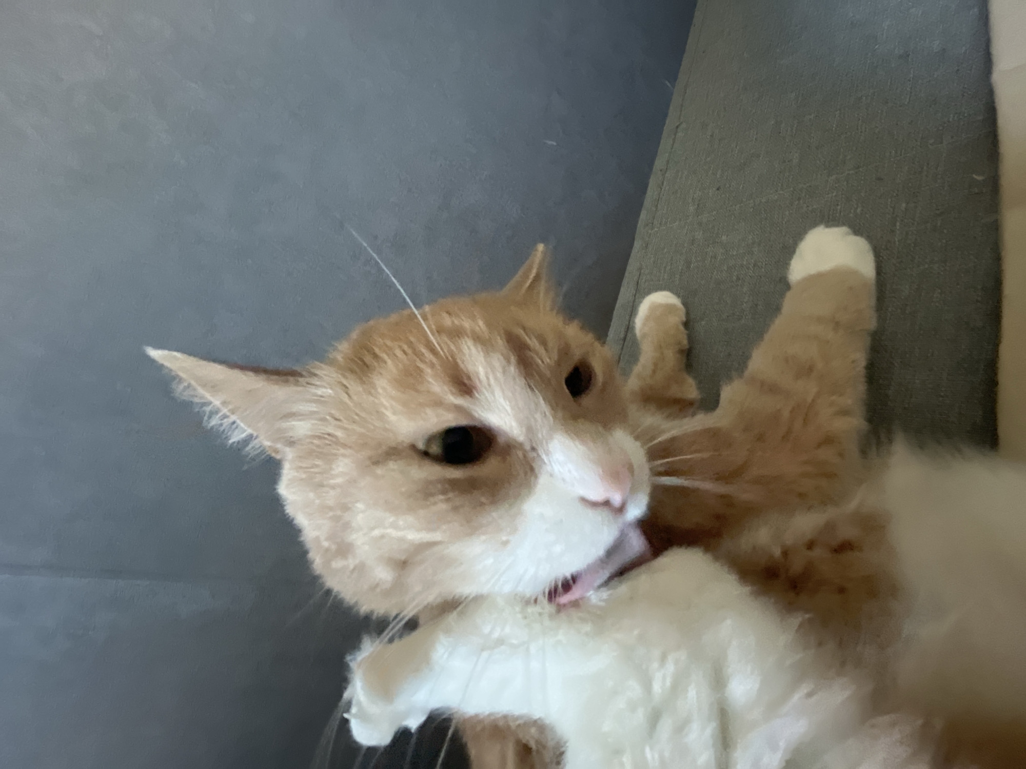 The image shows a close-up of an orange and white cat with a pink collar. The cat is looking at the camera, with its head tilted. Its left paw is raised and partially obscuring its face. The cat is lying on a grey textured surface, possibly a sofa or chair. The background is a dark, solid color, likely a wall. There is no indication of the location in Yekaterinburg, Russia, or any specific environmental details beyond what is visible in the frame.