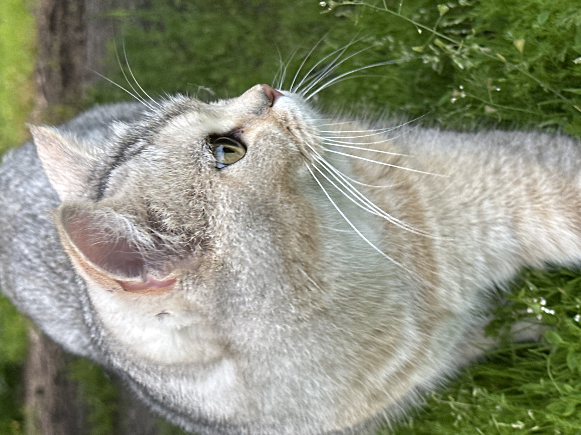 A close-up, profile view captures a silver-and-tan tabby cat in a grassy outdoor environment. The cat's head is angled to the right, with its yellow-green eye clearly visible and reflecting light. Its prominent white whiskers fan out from its muzzle, and its pink nose is also visible. The cat's fur is short and dense, with subtle tabby markings. The background consists of green grass and some out-of-focus foliage, suggesting a natural setting. The lighting appears to be natural daylight, casting soft shadows. There are no people or man-made objects discernible in the image.