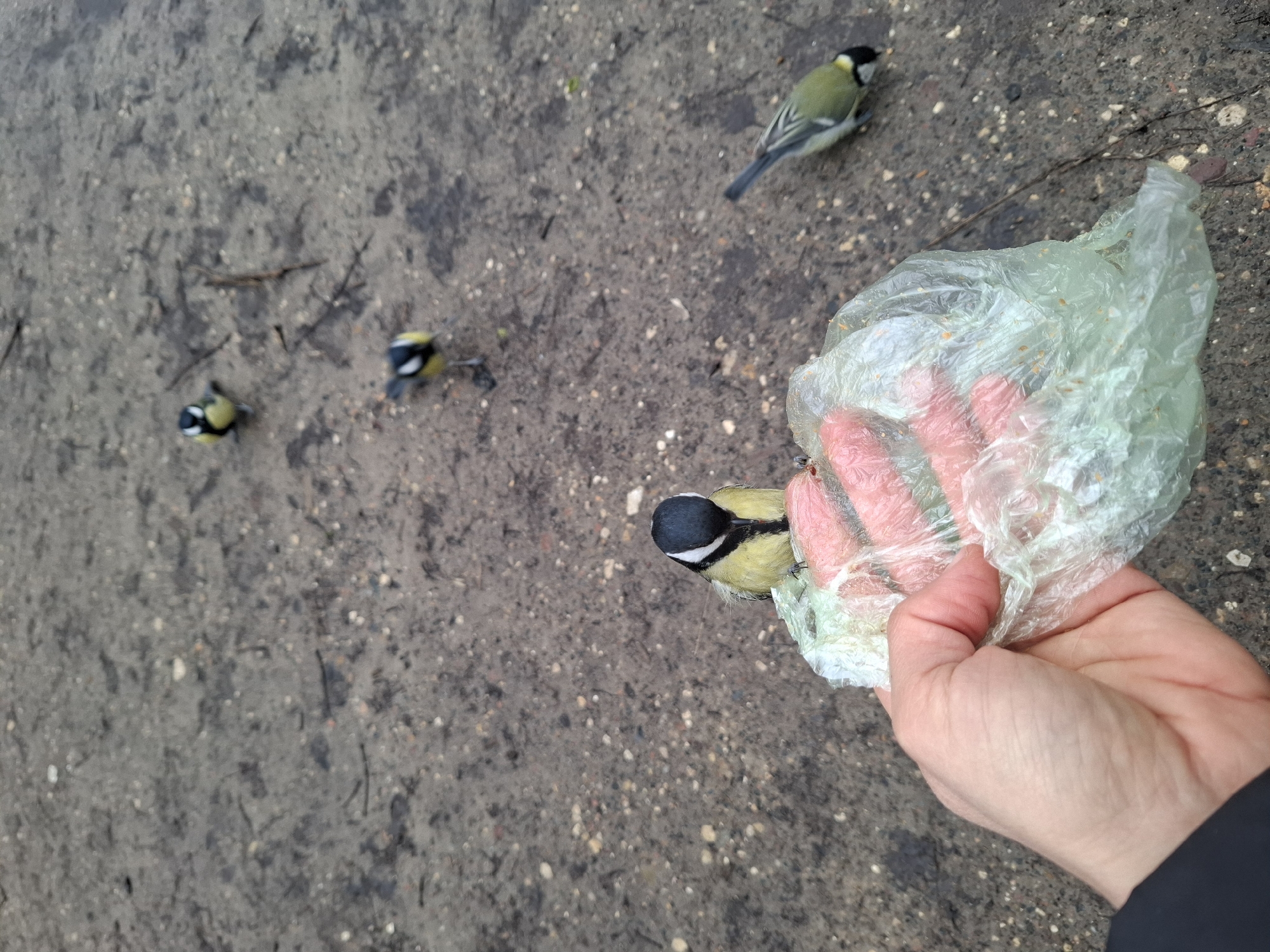 A high-angle, close-up shot captures a human hand feeding birds on a damp, gravelly ground in Moscow, Russia. The scene focuses on the interaction between a person and several great tits (Parus major).
In the foreground, a person's left hand, with visible skin folds and veins, holds a translucent, light green plastic bag. The bag appears to contain bird feed or breadcrumbs. One great tit, identifiable by its black head, white cheeks, and yellow and black body, is perched directly on the hand, pecking at the food inside the plastic bag. Its small, dark eye is visible, and its feathers show fine detail.
Several other great tits are scattered on the ground, some appearing to look towards the hand, others seemingly foraging or waiting. One bird is positioned in the upper right background, while two others are in the middle left. The ground is a mix of dark earth, small stones, and patches of moisture, suggesting recent dampness or wet conditions. Bits of twigs and debris are also visible on the ground.
The lighting is soft and even, possibly indicating an overcast day. The person's dark sleeve is visible in the lower right corner, suggesting outerwear suitable for cool weather. There is no visible text in the image. The overall impression is one of a gentle, direct interaction between a human and wild birds, likely in a park or natural area.
