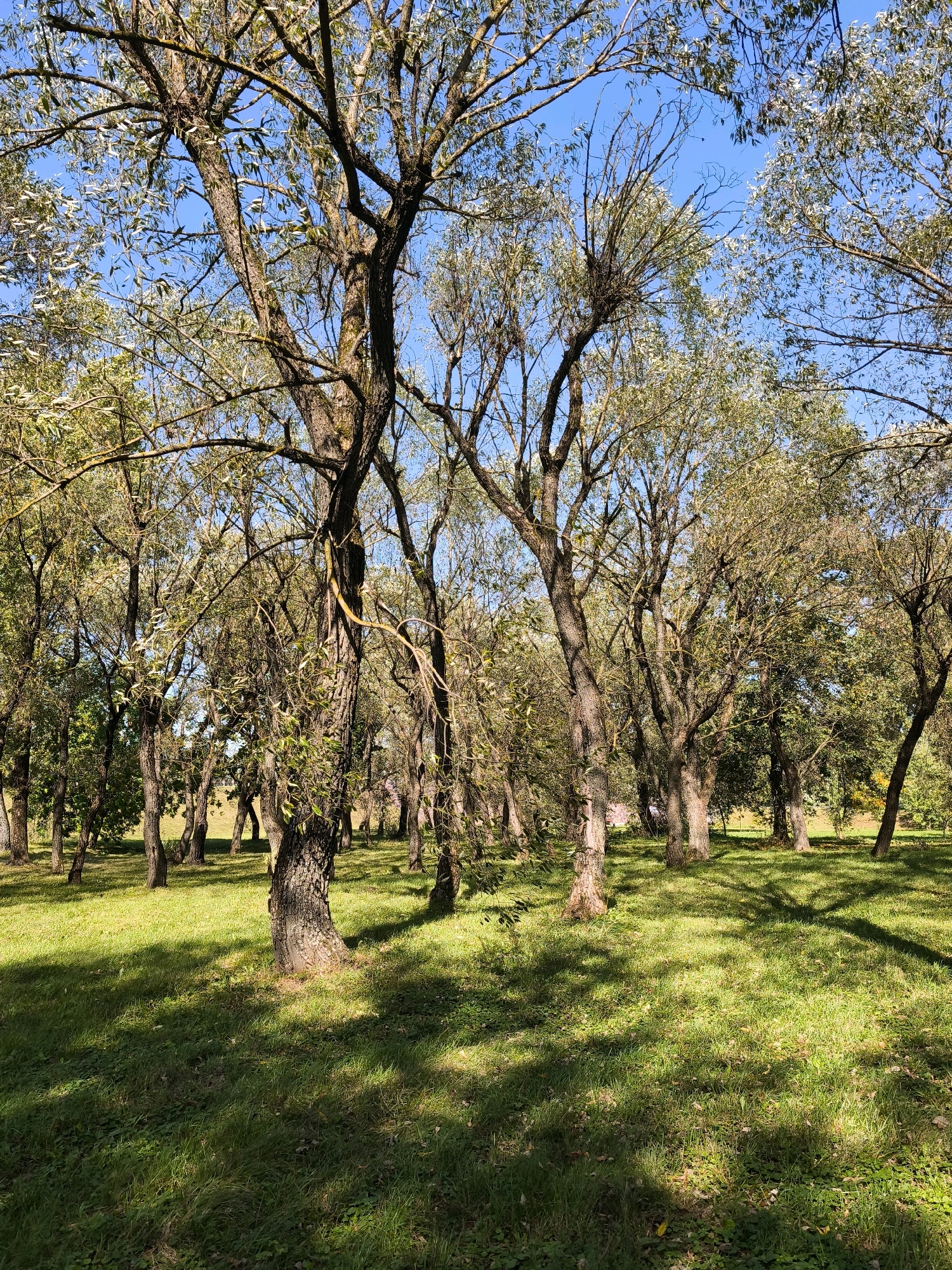 A sunny day in a park or wooded area in Mahilyow, Belarus. The scene is dominated by numerous trees with thin trunks and branches, some bare and some with sparse foliage, against a clear blue sky. The ground is covered in lush green grass, with some scattered fallen leaves and patches of shade cast by the trees. The lighting suggests it is midday, with strong sunlight creating a dappled effect on the grass. There are no people or animals visible in the image. The environment appears natural and relatively undeveloped, suggesting a public park or a less manicured section of a larger green space.