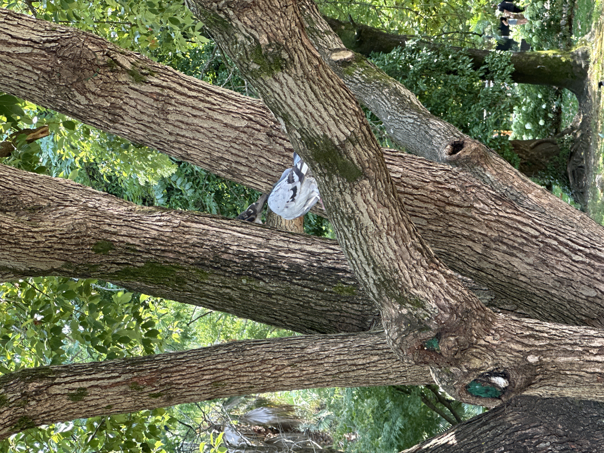 A pigeon with gray and white feathers perches on a thick, moss-covered tree branch in a park. The pigeon faces away from the camera, looking towards the left. The trunk of the tree is rough and textured, with several branches extending upwards and outwards. In the background, lush green foliage creates a dense canopy, with glimpses of sunlight filtering through. Further in the distance, blurred figures of people can be seen walking amongst blooming white flowers. This scene is located in Dendrarium Botanical Garden in Sochi, Russia.