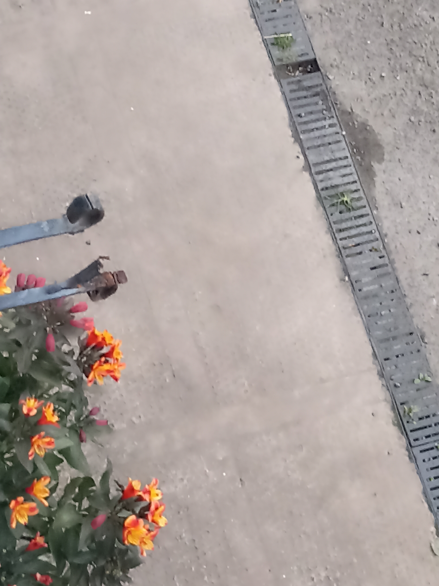 The image depicts a view of an outdoor paved area, likely a sidewalk or pathway in the town of Annagry, Ireland. In the foreground, a cluster of vibrant orange and yellow flowers with green foliage is visible. Extending from the left side of the image are two metallic, grey-colored bars, one positioned above the other, possibly part of a railing or a support structure. To the right of the flowers and metallic bars, a grey, slatted drain cover runs along the edge of the paved area, with small patches of green grass growing within its slats. The ground surface is a textured concrete or asphalt, appearing somewhat worn. The overall scene suggests an urban or semi-urban outdoor setting.