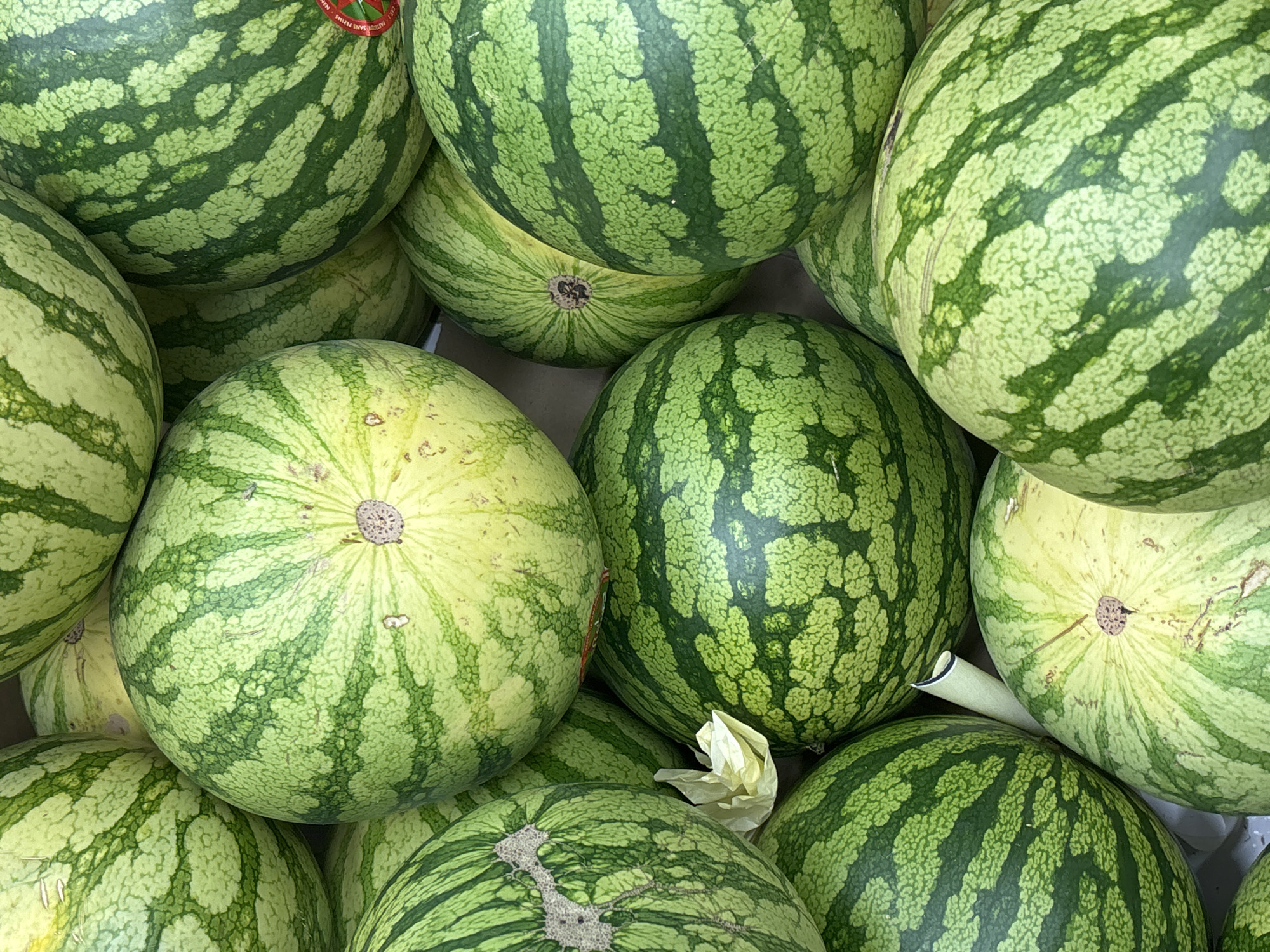 A close-up, overhead shot displays a large pile of watermelons. The watermelons are spherical to slightly oblong, with a textured rind featuring a pattern of dark green stripes and lighter green splotches. The stems of some watermelons are visible, some with a light brown, dried appearance. One watermelon in the center of the frame has a lighter yellow-green hue and appears to be slightly riper. A crumpled piece of light-colored paper is tucked between two watermelons in the lower left quadrant of the image. A red and white circular label is partially visible on the right side of the frame, adhered to a watermelon. The watermelons are packed tightly together, suggesting they are either for sale or storage. The scene is well-lit, with a neutral background that fades into darkness at the edges, emphasizing the vibrant greens of the fruit. The context of Urbanización Villa Martín, Spain is not visually determinable from the image alone.