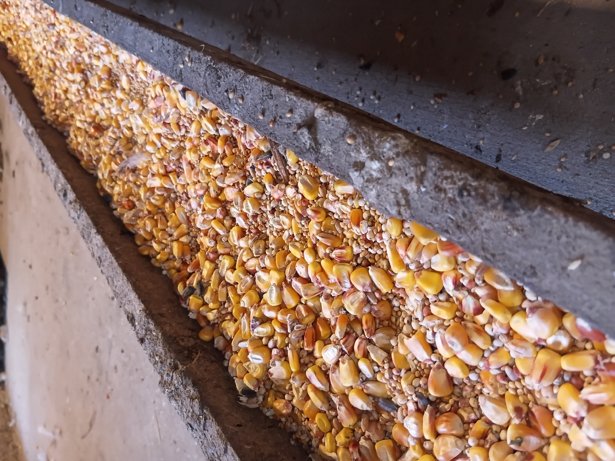 A long, weathered concrete trough is filled with a mixture of animal feed, predominantly corn kernels. The feed is a textured mix of yellow, white, and reddish-brown grains, with some smaller seeds interspersed. The trough itself shows signs of age and wear, with a rough, textured surface and some debris along its edges. The background is blurred, suggesting an indoor or shaded environment, possibly a farm or animal enclosure. The lighting is dim, casting soft shadows. There are no people or animals visible in the image.