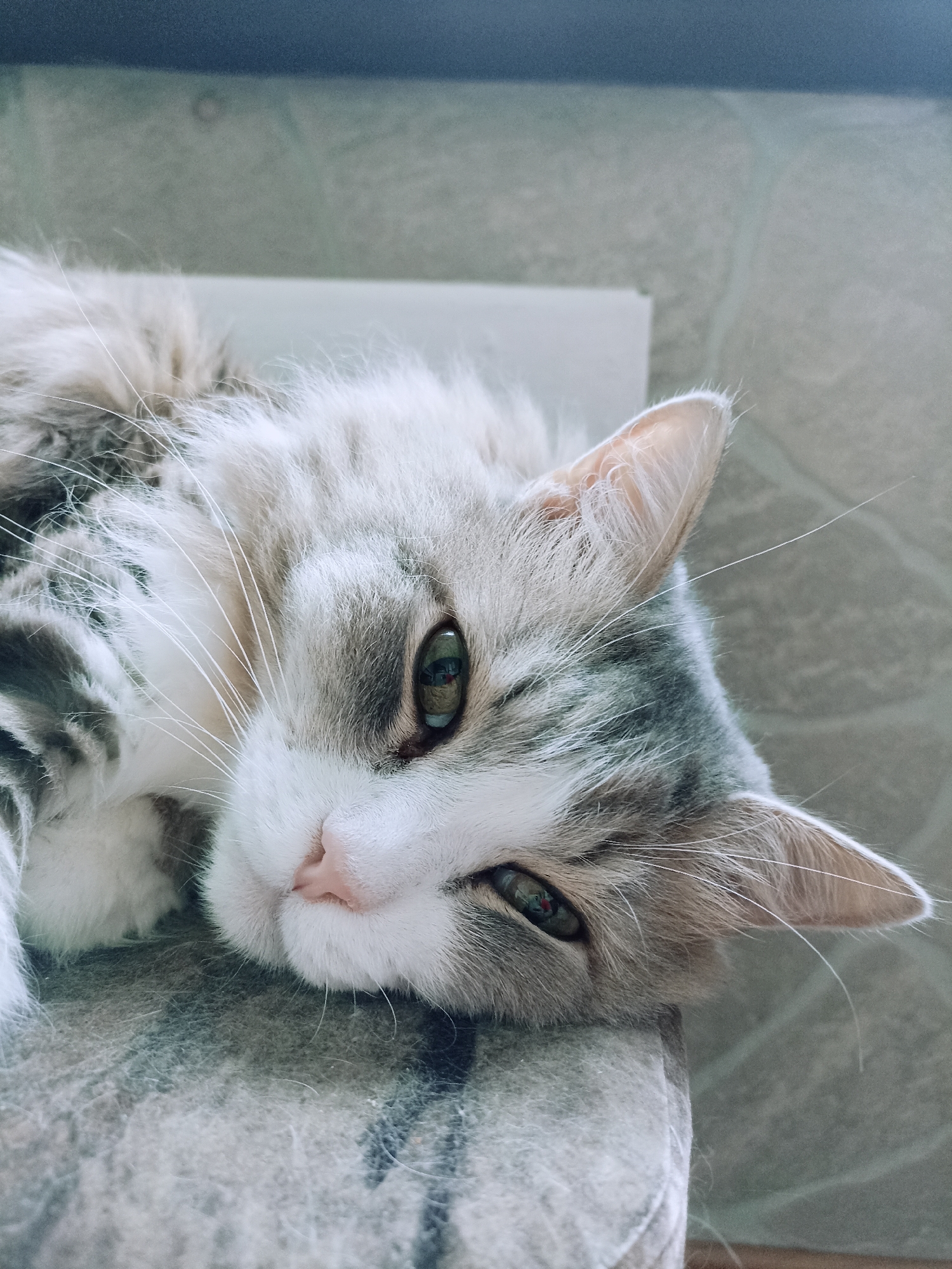An indoor close-up shot shows a fluffy, grey and white long-haired cat lying on its side, with its head resting on a textured surface. The cat's eyes are open, with green irises reflecting light. Its pink nose is visible, and long white whiskers extend outwards. The background is a neutral, light-colored wall with a faint stone pattern, and a dark blue surface is visible at the top of the frame. There is no indication of the city of Novosibirsk, Russia.