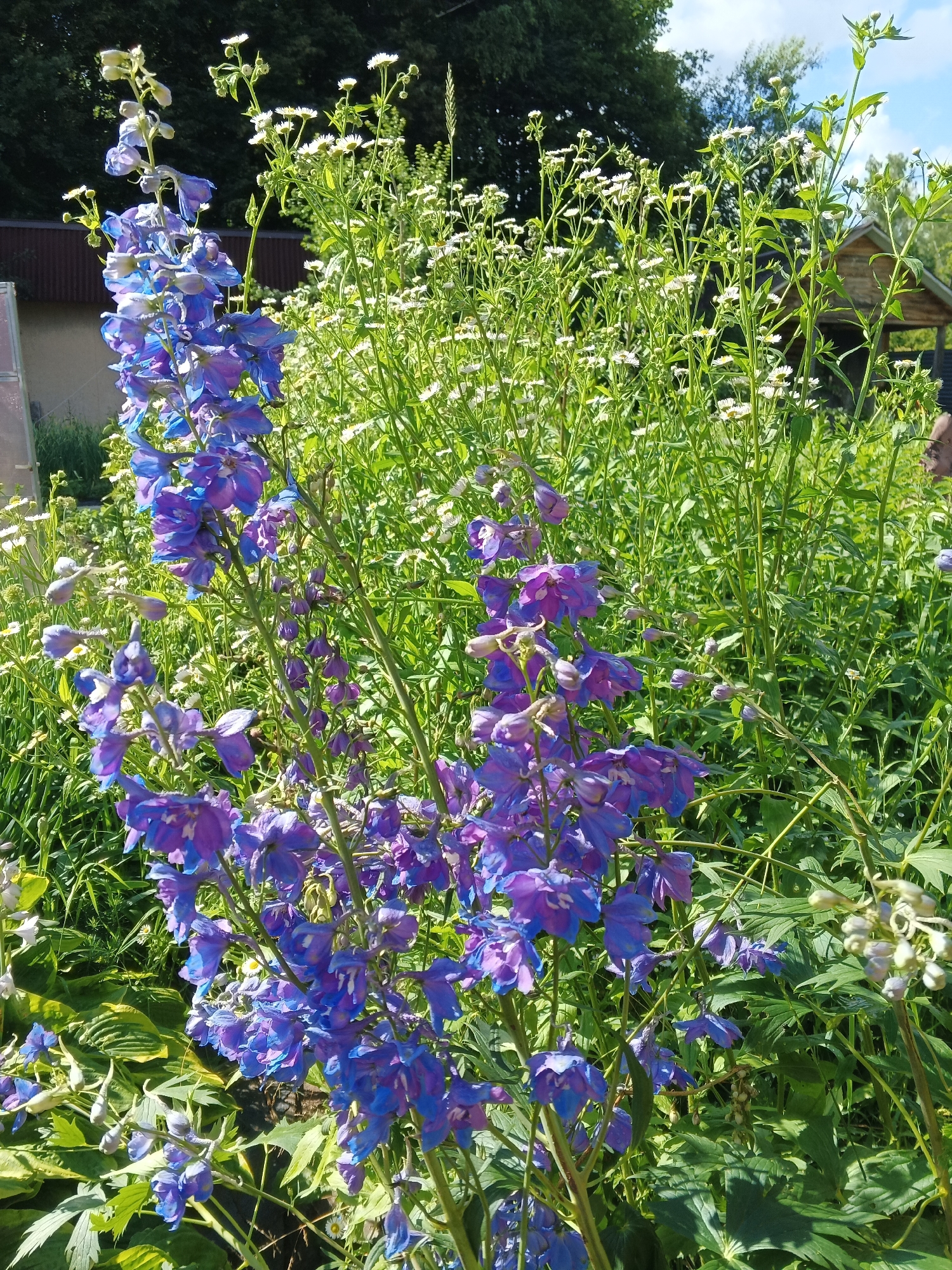 A close-up view of blooming delphinium flowers in a garden setting. The delphiniums are a vibrant shade of blue and purple, with tall spikes of flowers. Behind the delphiniums, there are many smaller white flowers, possibly chamomile or daisies, and lush green foliage. In the background, there is a wooden structure, possibly a small shed or outbuilding, and trees. The scene appears to be in a rural or semi-rural area. The lighting suggests it is daytime, with sunlight casting shadows and highlighting the flowers. There are no people visible in the image. This scene could be located in a garden in Suvorov, Russia, given the description provided.