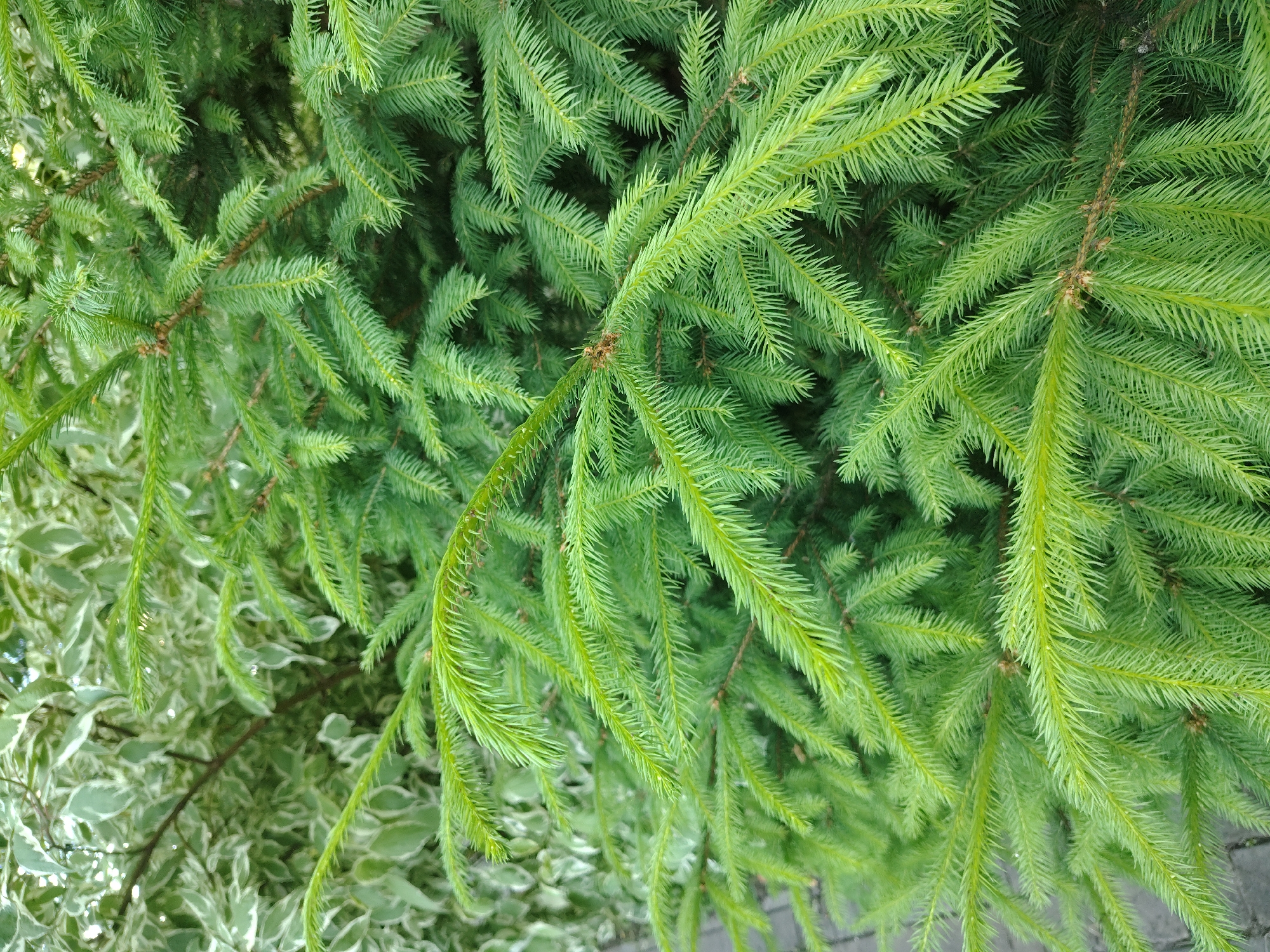 The image is a close-up, overhead view of lush, green fir tree branches. The needles are densely packed and appear vibrant, with some slight variations in shade indicating new growth or differences in light. The branches are arranged in a somewhat chaotic but natural pattern, filling the frame.
In the background, out of focus, is foliage from another plant, likely a shrub or a tree, with variegated leaves. These leaves are a mix of green and white, creating a dappled effect against the darker green of the fir. The background foliage is softer and less defined, providing a contrast in texture and color to the sharp needles of the fir.
The lighting suggests it is daytime, with natural light illuminating the scene. There are no people or discernible objects in the image, only the plant life. The focus is entirely on the textures and colors of the foliage. The setting appears to be outdoors, in a garden or park, given the presence of two different types of plants. The overall impression is one of natural abundance and verdant growth. There is no visible text in the image. The location context provided is Kolomyia, Ukraine.