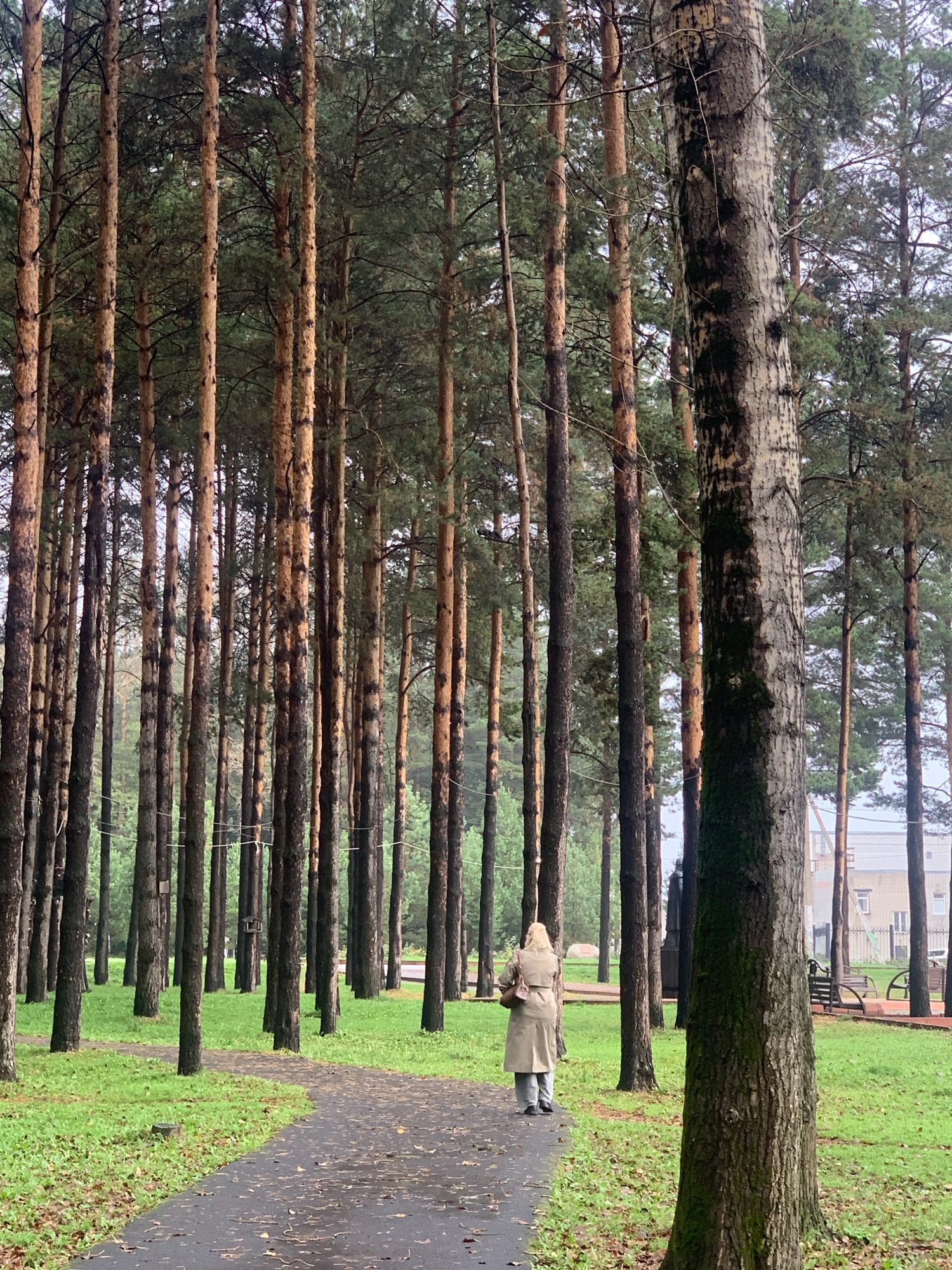 An outdoor shot captures a paved pathway curving through a dense forest of tall, slender pine trees. The ground is covered in lush green grass, with scattered fallen leaves on the path, suggesting a season of autumn. The sky is overcast, casting a diffused light over the scene. In the mid-ground, a woman wearing a beige trench coat and grey pants walks away from the camera along the path. She carries a brown handbag over her shoulder. In the background, beyond the trees, a building with white walls and multiple windows is visible. Park benches are situated on the grass to the right of the pathway. The image does not contain specific landmarks that would allow for precise localization to Prokopyevsk, Russia, but the overall scene depicts a park or wooded area within a city.