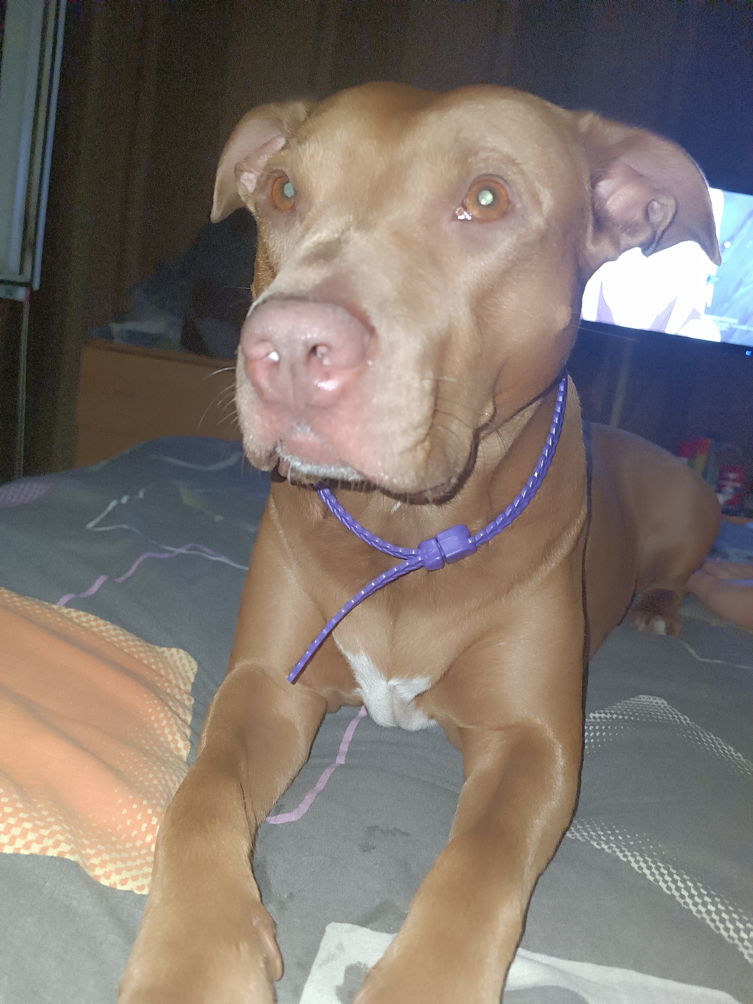 A medium shot of a tan pit bull mix dog with a purple braided leash and buckle around its neck is captured in this photograph. The dog is lying on a grey blanket with a patterned texture, with an orange and white patterned blanket to its left. The dog's head is turned to the right, with its eyes looking towards the camera. The background is dark, with a hint of a television screen displaying an image on the right side and what appears to be furniture on the left. The dog's nose is pink and wet, and its ears are floppy. There is a white patch of fur on its chest. The overall lighting suggests an indoor, dimly lit environment.