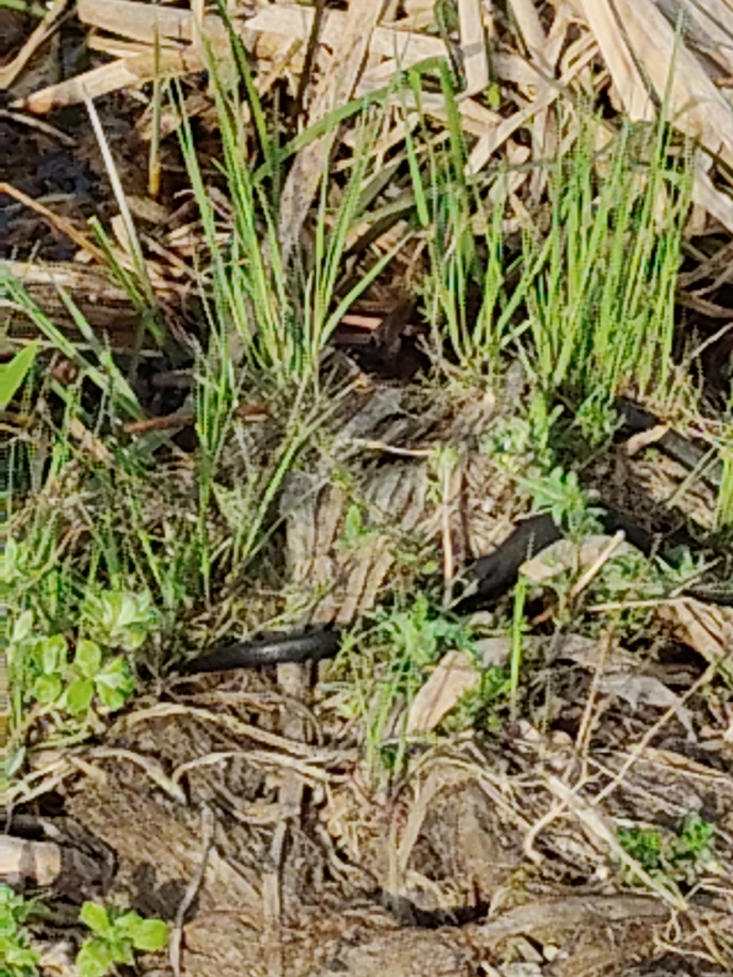 The image depicts a ground-level view of a natural environment, characterized by a mix of living vegetation and dead plant matter. Patches of vibrant green grass are interspersed with dried, brown stalks and leaves. In the midst of this, a dark, slender object, possibly a snake or similar reptile, is partially visible, blending into the shadows and foliage. The ground itself appears to be a combination of soil and decaying organic material. No people, interactions, or specific objects beyond those described are discernible in the image. The location is specified as Unknown, Unknown, indicating a lack of contextual information regarding the geographical setting.