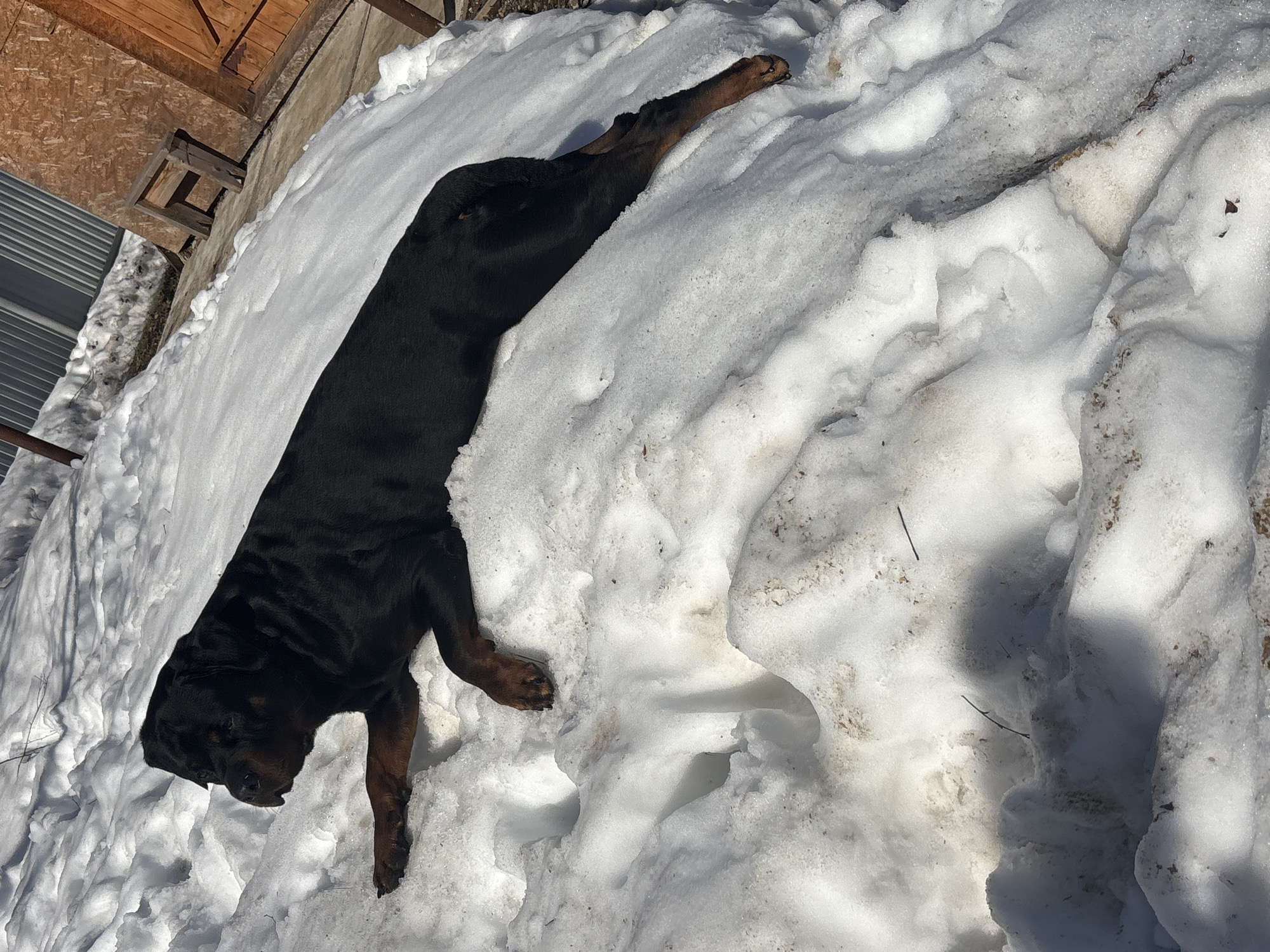 A black and tan Rottweiler is lying on its side in the snow outdoors. The dog is positioned in the center of the image. The area is covered in snow, with some patches of exposed dirt. In the upper left corner of the image, there is a building with wooden and corrugated metal siding.