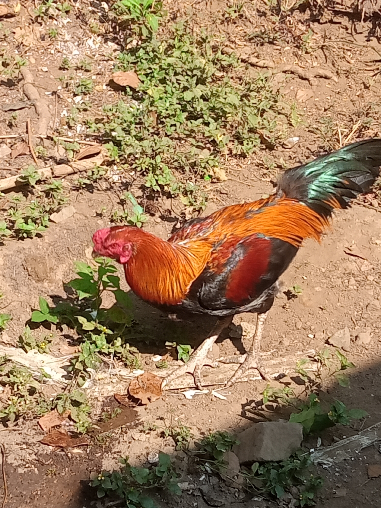 In Kaligenton, Indonesia, a rooster with vibrant orange and black plumage stands on sandy ground dotted with green vegetation and dry leaves. The rooster's head is a striking red, and its tail feathers display iridescent green and black hues. Sunlight casts distinct shadows on the ground, illuminating the textured surface. The environment appears to be an outdoor, possibly rural or semi-rural, setting.