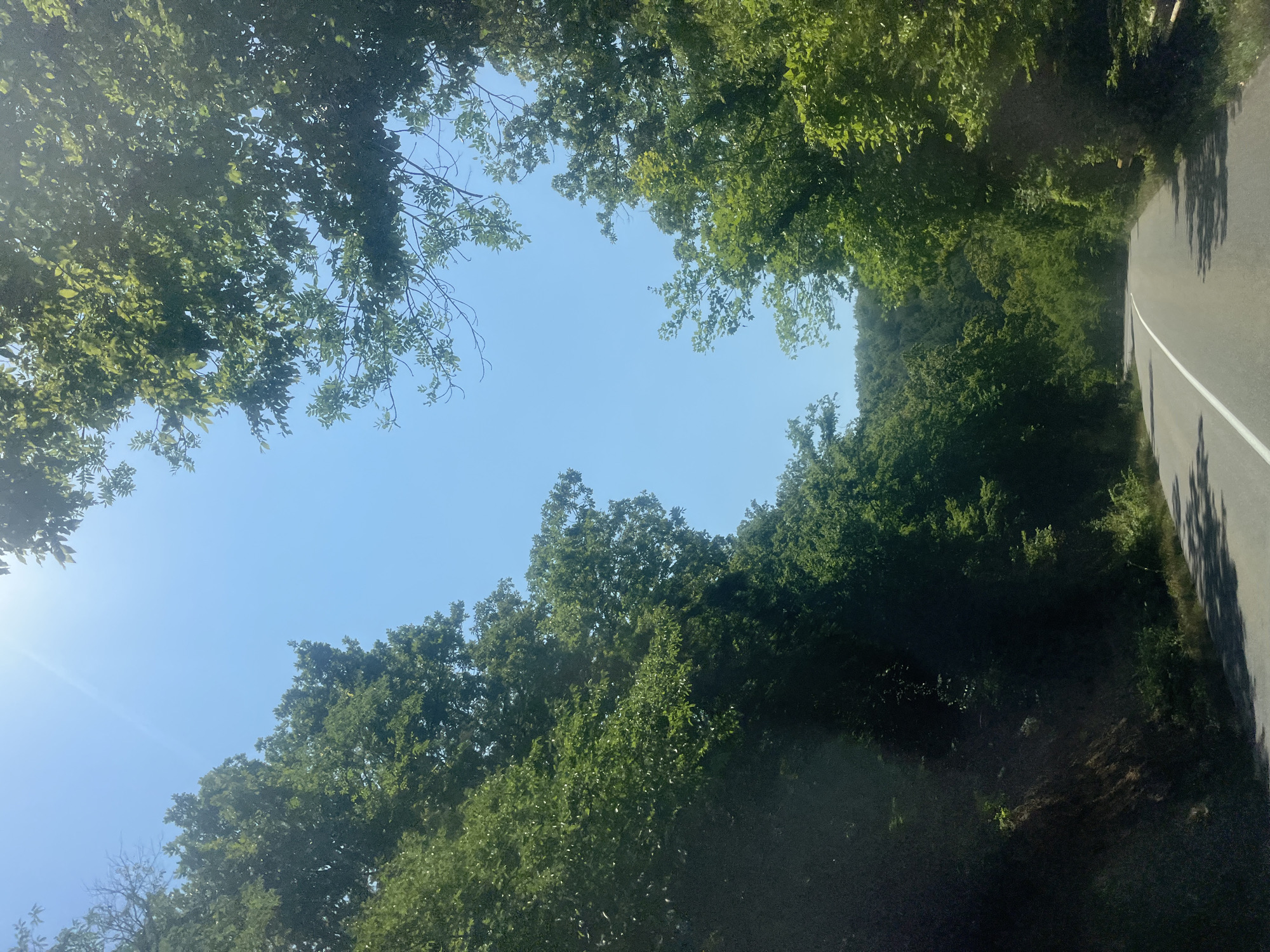 An asphalt road with a white dividing line curves through a dense forest under a clear blue sky with bright sunlight filtering through the leaves. The road is empty, and the surrounding trees are lush and green, with some sunlight dappling the asphalt. The scene appears to be a scenic drive through a natural area.