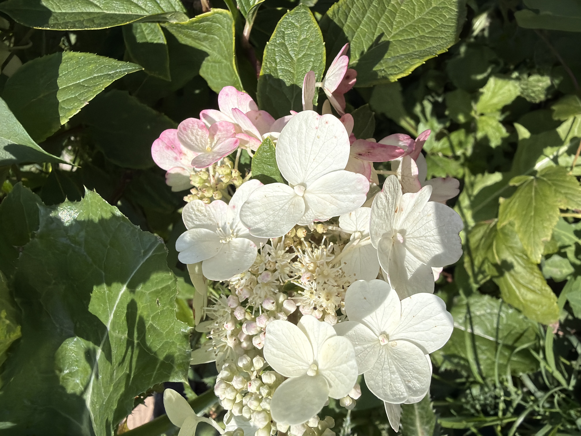 The image shows a close-up of white and pink hydrangea flowers with green leaves in Gribki, Russia. The flowers are in full bloom, with some showing a delicate pink blush at the edges. The leaves are large and textured, casting shadows on the surrounding foliage. The scene is illuminated by bright sunlight, creating a vibrant and natural setting. There are no people or animals visible in the image.