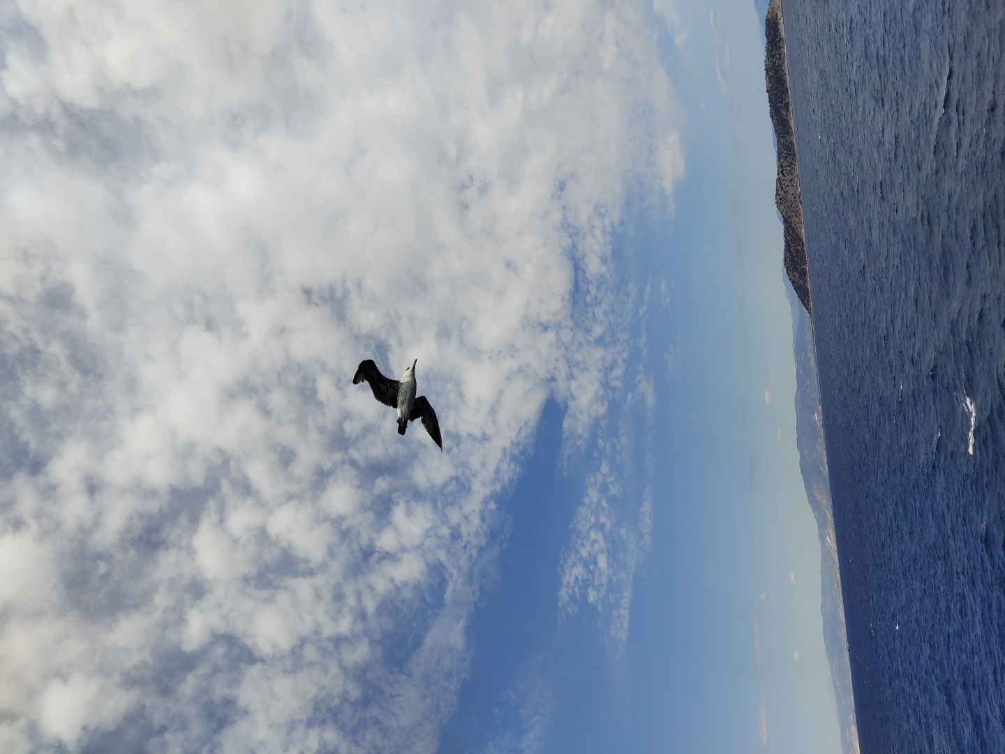 A seagull flies through a cloudy sky over the blue Aegean Sea near the island of Thassos, Greece. The bird is in mid-flight, with its wings outstretched. The sea is choppy, and in the distance, a mountainous coastline is visible. The sky is a bright blue with scattered white clouds.