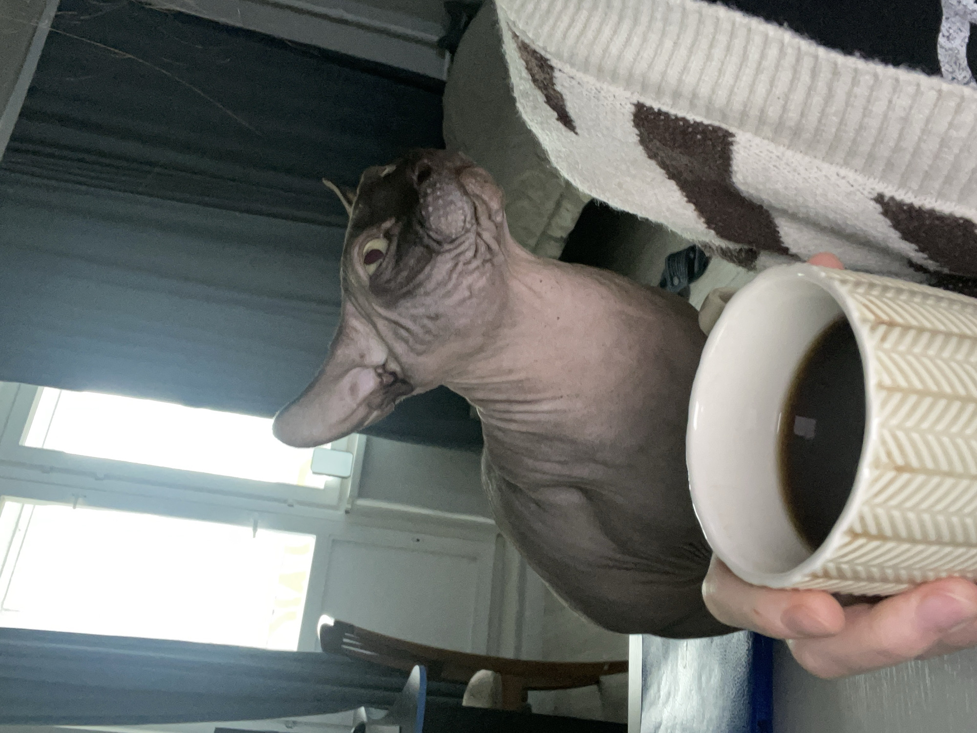 A tilted close-up shot shows a hairless cat looking left, near a mug of dark liquid held by a hand. The cat's skin is wrinkled and pinkish-gray. The mug is patterned and light-colored. The background includes a window with drawn curtains and a blurry figure wearing a patterned cardigan. The location is unspecified.