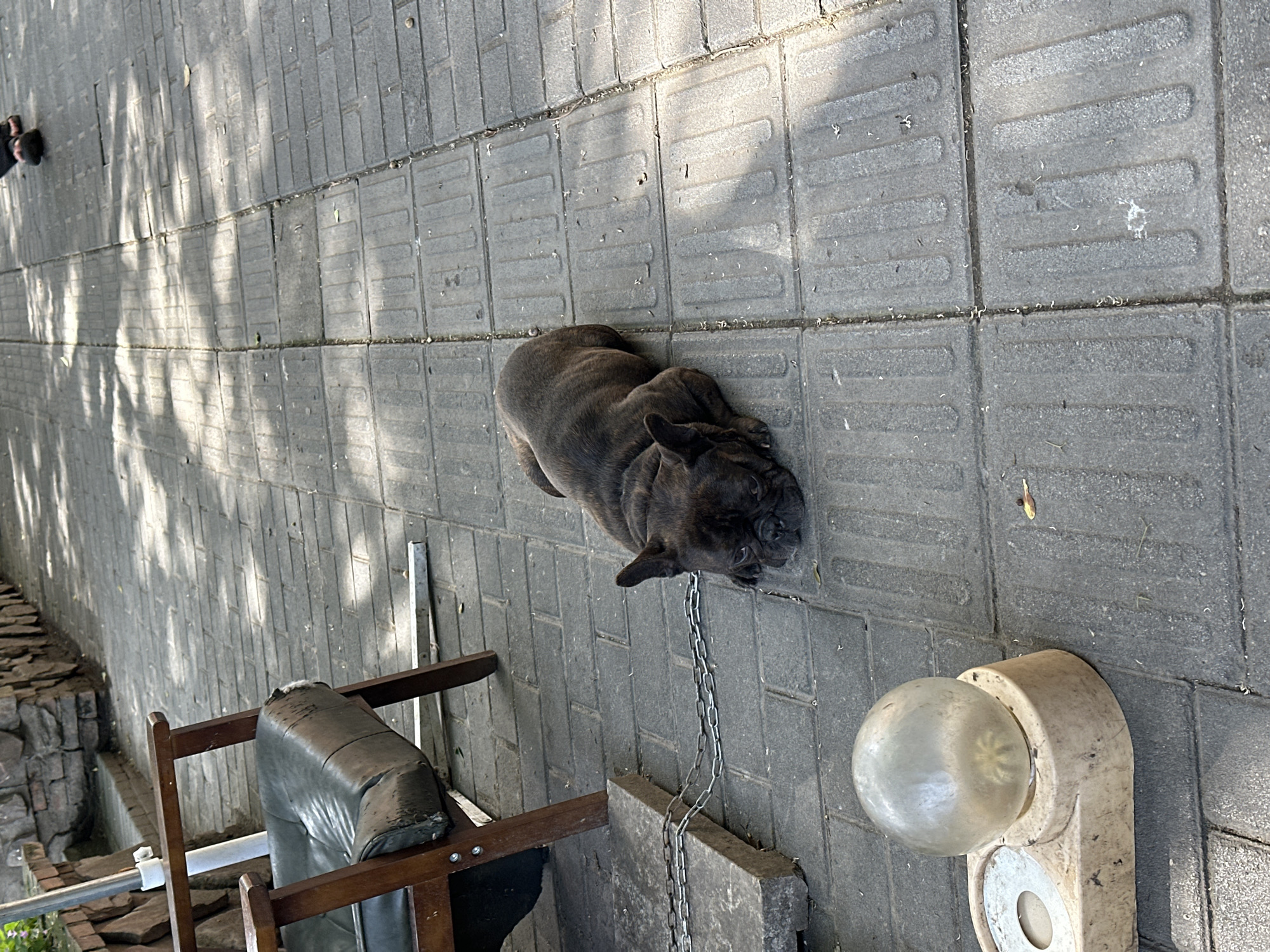 A brindle French Bulldog lies chained on a gray, paved surface. The dog's chain is attached to a rectangular concrete block. An old, dirty lamp with a spherical glass cover is beside the dog. A chair with a worn, black vinyl seat is partially visible. The scene is outdoors, with shadows of trees visible on the paving stones. A stone wall is present in the background, indicating an urban or suburban setting. The city of Liangjiang, China is mentioned, although no specific indicators within the image confirm that location.