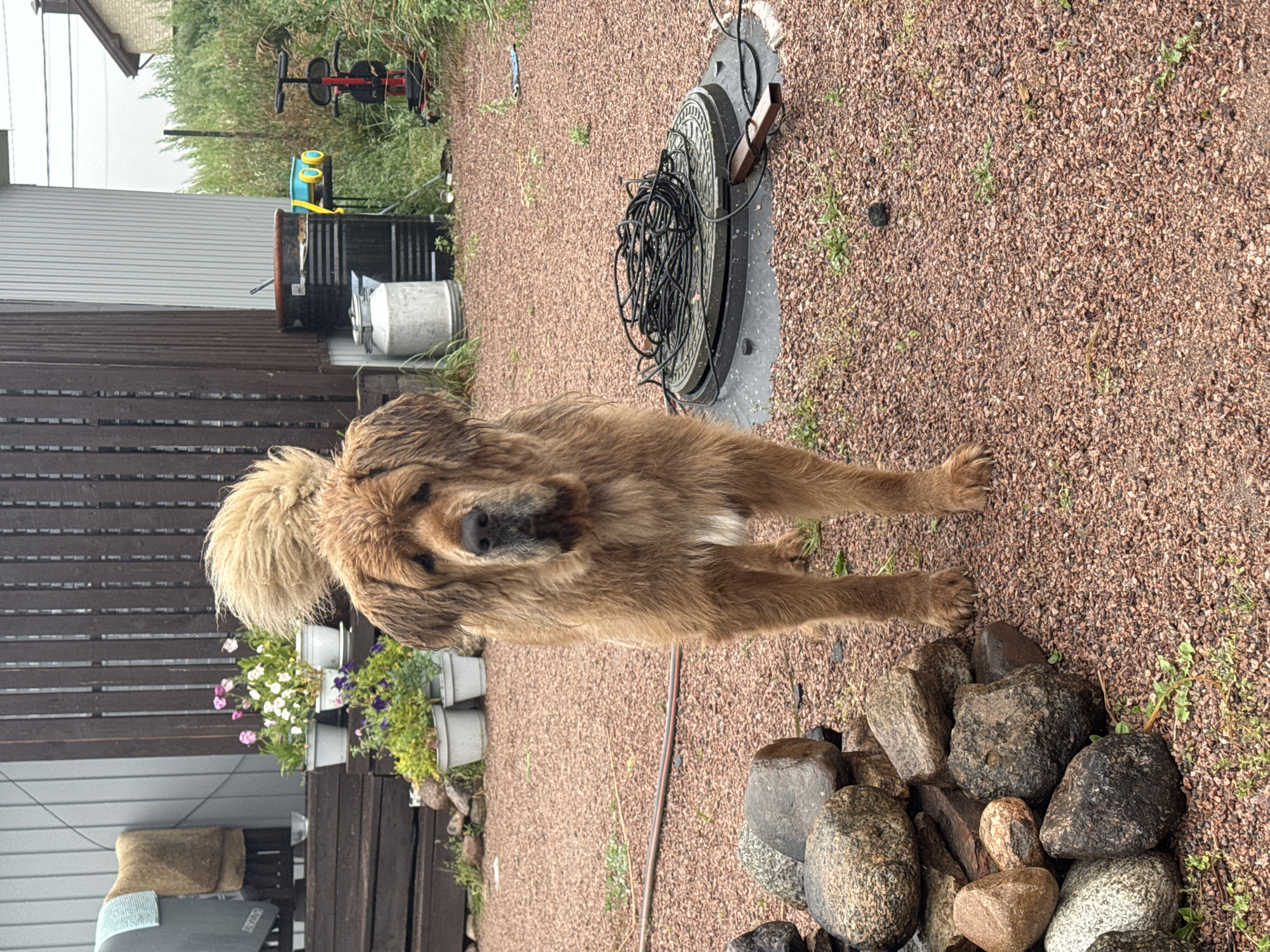 A large, fluffy, brown dog stands in a gravel yard in front of a building. The dog has a shaggy coat and a bushy tail. In the background, there is a wooden fence, some potted plants, and a metal structure. The yard is covered with small, reddish-brown gravel. There are also some rocks piled up on the left side of the image. The overall impression is one of a rustic, outdoor setting. The location is identified as Kempelevo, Russia.