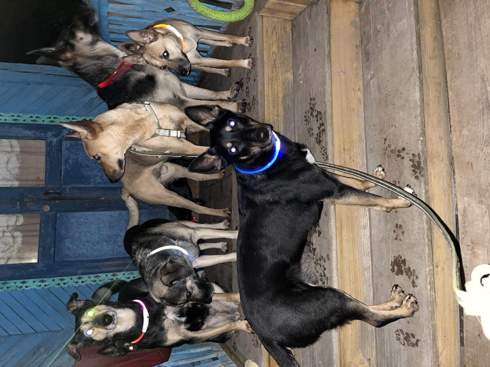 In Nizhny Tagil, Russia, on a wooden porch with blue painted railings and walls, six dogs of various breeds and colors are gathered at night. All dogs are wearing illuminated collars, in red, white, green, blue, and yellow. One dog in the foreground, a black and tan mixed breed, is looking directly at the camera, its eyes reflecting a bright blue from its collar. Another black and tan dog is to its left, facing away. Behind them, a German Shepherd-like dog with a red collar stands facing to the right. To its left, a lighter brown dog with a white and green harness looks to the left. In the middle ground, another lighter colored dog with a white collar is looking down at the front-facing dog. To the far right, a tan dog with a yellow collar looks towards the German Shepherd. The wooden porch has numerous paw prints visible on its surface. A green ring toy is visible on the railing.