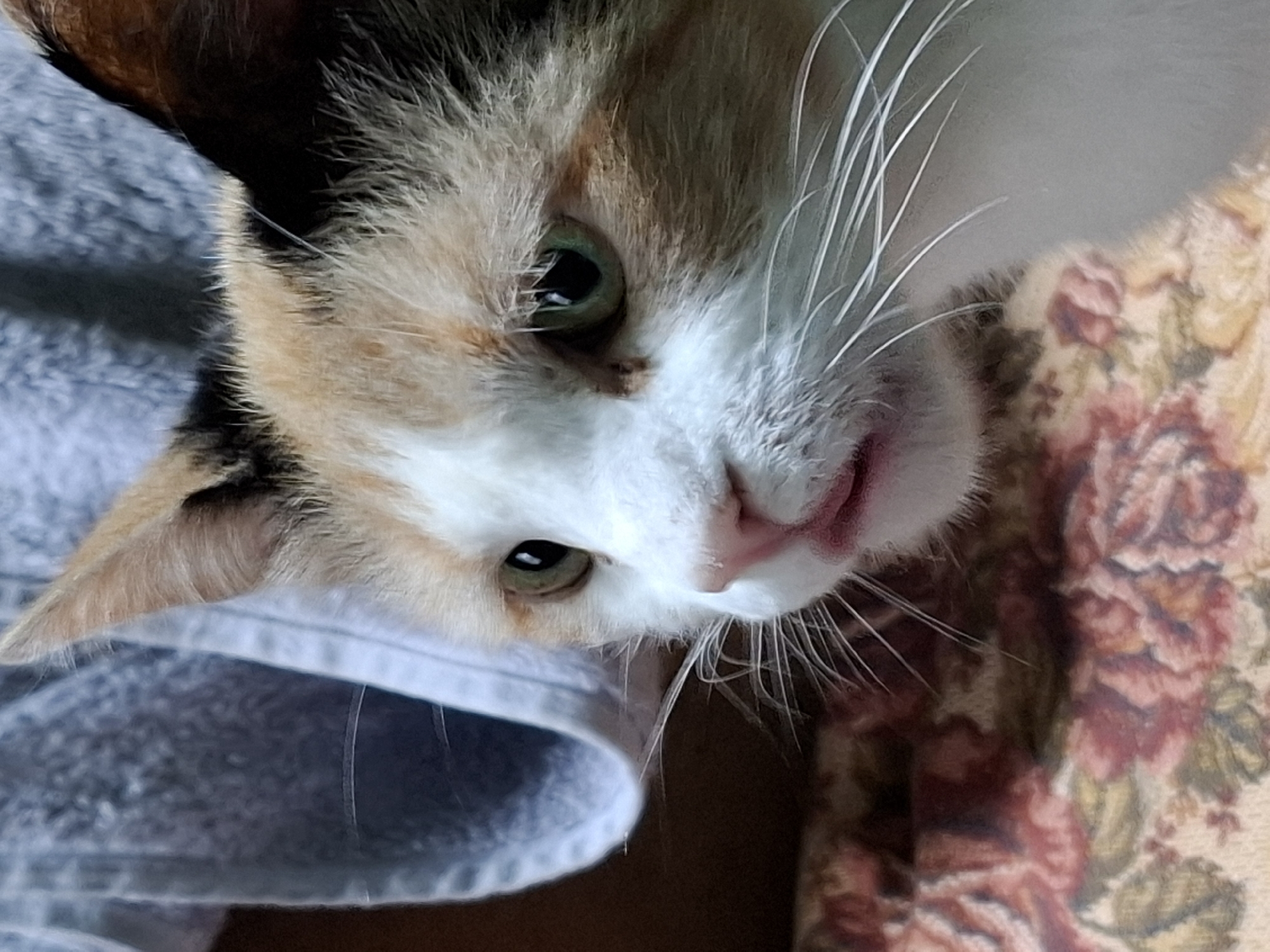 A calico cat is looking to the left of the frame, with its mouth slightly open and its pink tongue visible. The cat's fur is a mixture of white, orange, and black patches. Its eyes are green and it has long white whiskers. The cat is partially obscured by a light blue cloth on the left side of the image and rests on a patterned fabric surface with floral motifs in shades of pink, red, and beige. The background is blurred and out of focus. The overall setting is indoors.