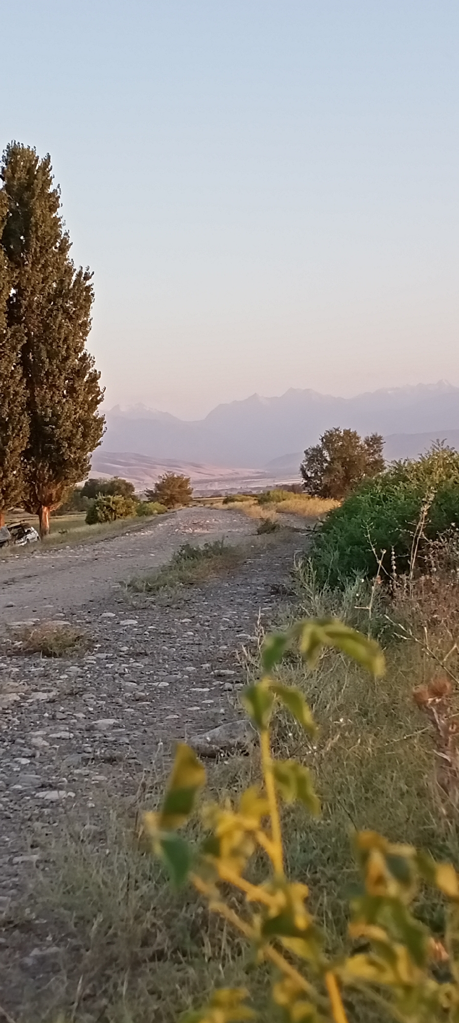 The image depicts a rural landscape at dusk. A gravel road curves into the distance, bordered by dry grass and scattered vegetation. In the foreground, the blurred silhouette of a green plant with yellow stems is visible. To the left of the road, a tall, slender tree stands prominently, with a few parked vehicles at its base. Beyond the road, a wide valley opens up, leading to a range of hazy mountains in the background. The sky is a pale, gradient of blue and pink, suggesting the setting sun. The overall scene is peaceful and natural, devoid of any human activity or interaction. The location is described as a rural area near the city of Aral, Kyrgyzstan.