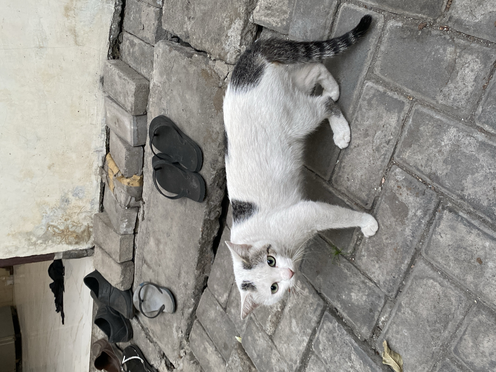 A calico cat with white, black, and gray markings stands on a paved pathway in front of a building. The cat's body is mostly white with patches of black and gray, and its tail is striped black and gray. The cat has green eyes and is looking towards the camera. Behind the cat, several pairs of shoes are scattered on the ground, including black flip-flops and dark-colored closed-toe shoes. The ground is paved with gray rectangular stones. In the background, a worn concrete wall is visible, with some debris and discoloration. The scene appears to be an outdoor area, possibly a walkway or an alleyway, in Tebel, Indonesia.