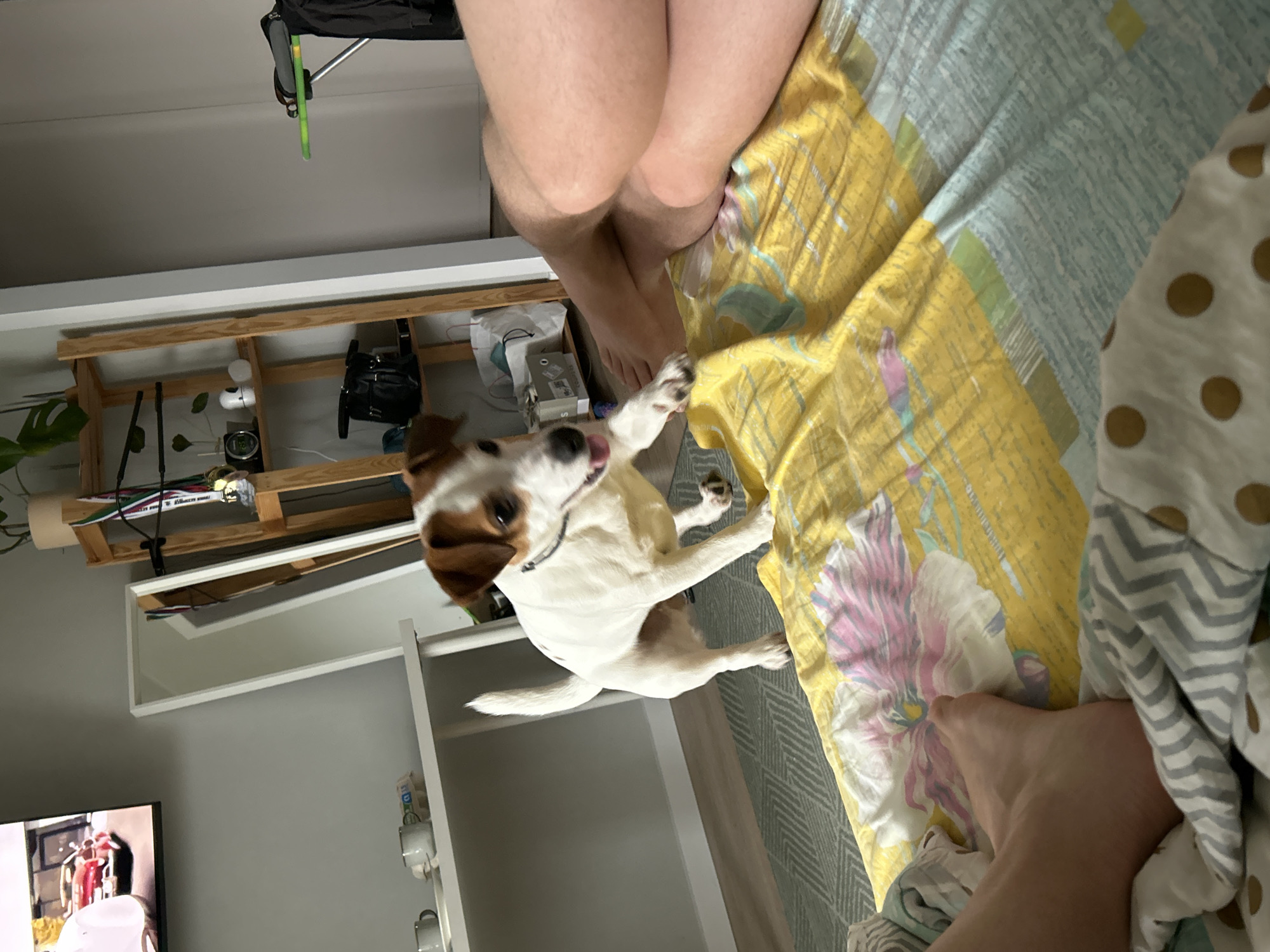 A Jack Russell Terrier stands on a bed with a yellow and floral patterned sheet, near a person's bare legs and feet. The room includes a wooden shelf with various items, a white cabinet with cups, and a television displaying a bicycle race. The location is assumed to be Chaikovsky, Russia.