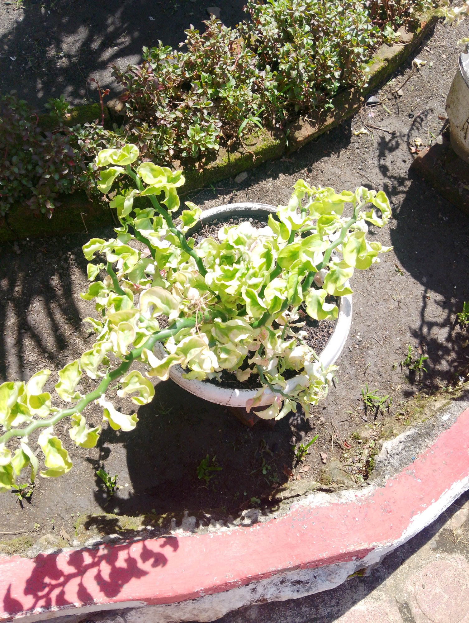 In Serbelawan, Indonesia, a potted plant with variegated green and white leaves, likely a Devil's Backbone (Pedilanthus tithymaloides 'Variegatus'), is positioned outdoors. The plant is in a white pot, with some of its branches extending out of the pot. The pot sits on dark soil, with some small green weeds growing around it. In the background, a bed of darker green and reddish-leaved plants is visible, bordered by mossy bricks. The ground around the plants is a mixture of soil and gravel. A concrete border with red and white paint stripes runs along the foreground, with shadows of foliage cast upon it from overhead. The scene suggests an outdoor garden or walkway area.