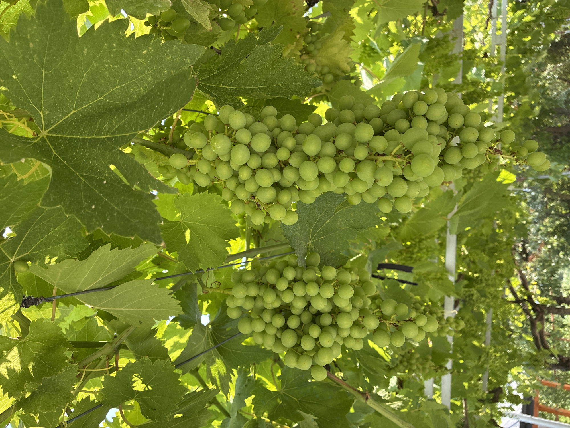 The image shows two large bunches of green grapes hanging from a vine. The grapes are plump and round, and they are clustered tightly together. The vine has large, green leaves, and the grapes are partially obscured by the leaves. The background is a blur of green and brown, suggesting an outdoor environment. The image appears to have been taken during the daytime, as evidenced by the bright sunlight filtering through the leaves. There are no people or animals visible in the image. The scene is likely from a vineyard or a garden with a grape vine. Given the context, the image could be located in Surami, Georgia, a region known for its winemaking.