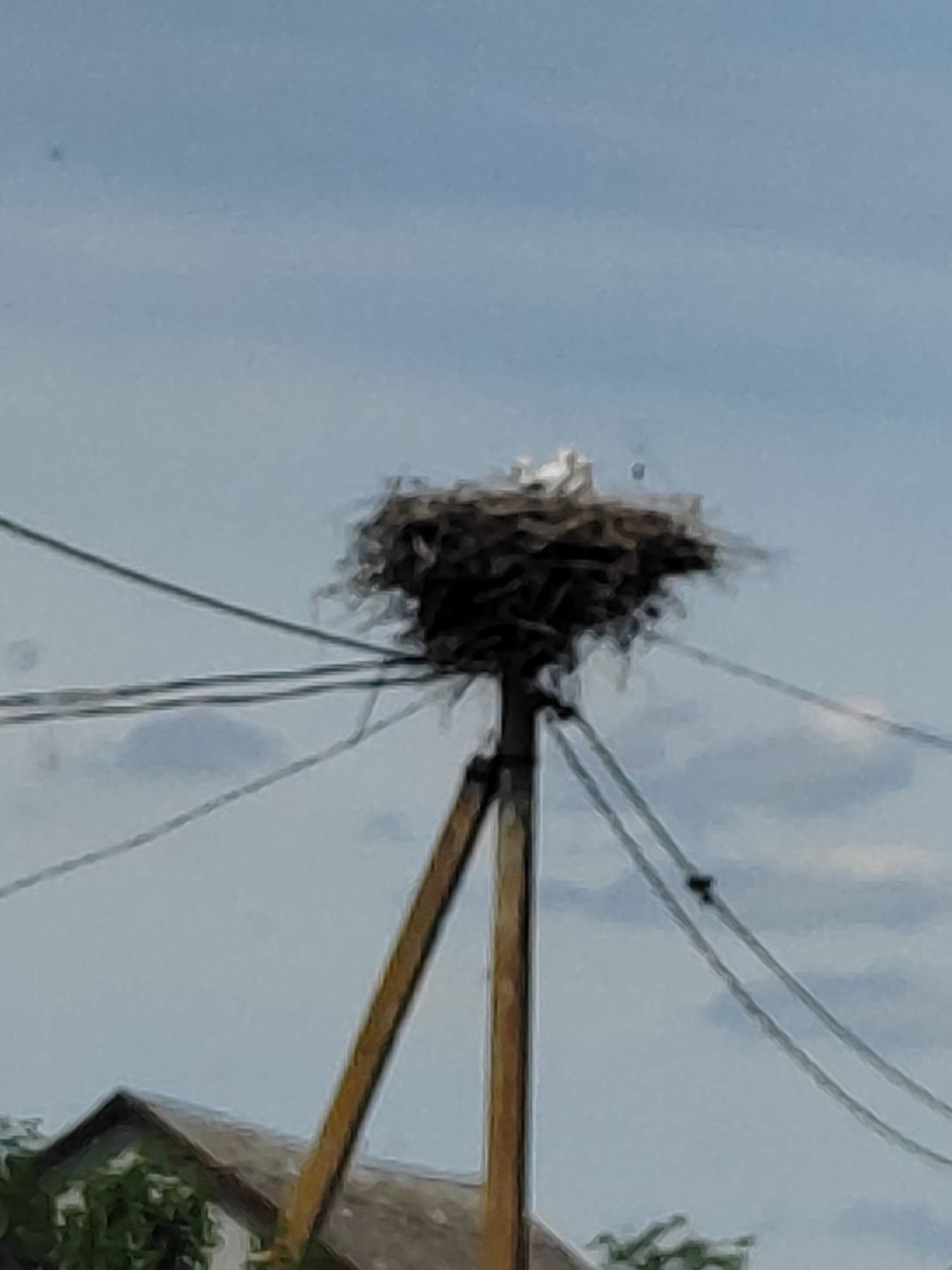 A low-angle, slightly blurry shot shows a large bird's nest constructed on a utility pole. The nest, made of twigs and branches, is perched at the top of the pole. A few small birds, possibly chicks, are visible within the nest, appearing white. Several dark electrical wires crisscross in front of the nest and the pole. In the lower left corner, the roofline of a building and some green foliage are visible, suggesting an outdoor setting. The sky is a light blue with some wispy clouds. The scene is likely located in or near Воўчынскі сельскі Савет, Belarus.