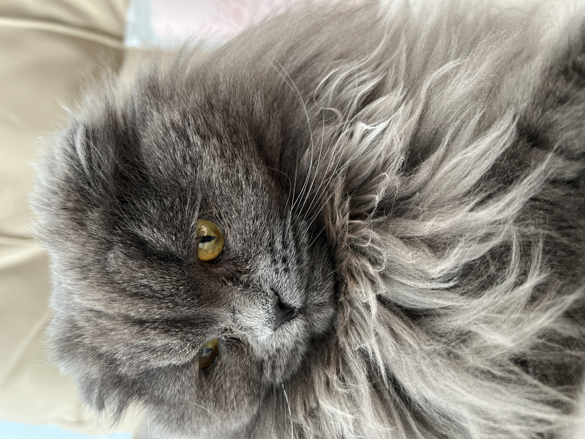 A close-up shot shows a gray, long-haired cat with golden-yellow eyes. The cat is lying down with its head turned slightly to the right, filling most of the frame. The fur is dense and fluffy, with variations in shade from dark gray near the nose to lighter, silver-gray at the tips. A few long, white whiskers are visible. The background is out of focus and appears to be a light-colored surface. There is no indication of the city of Tyumen, Russia in the image.