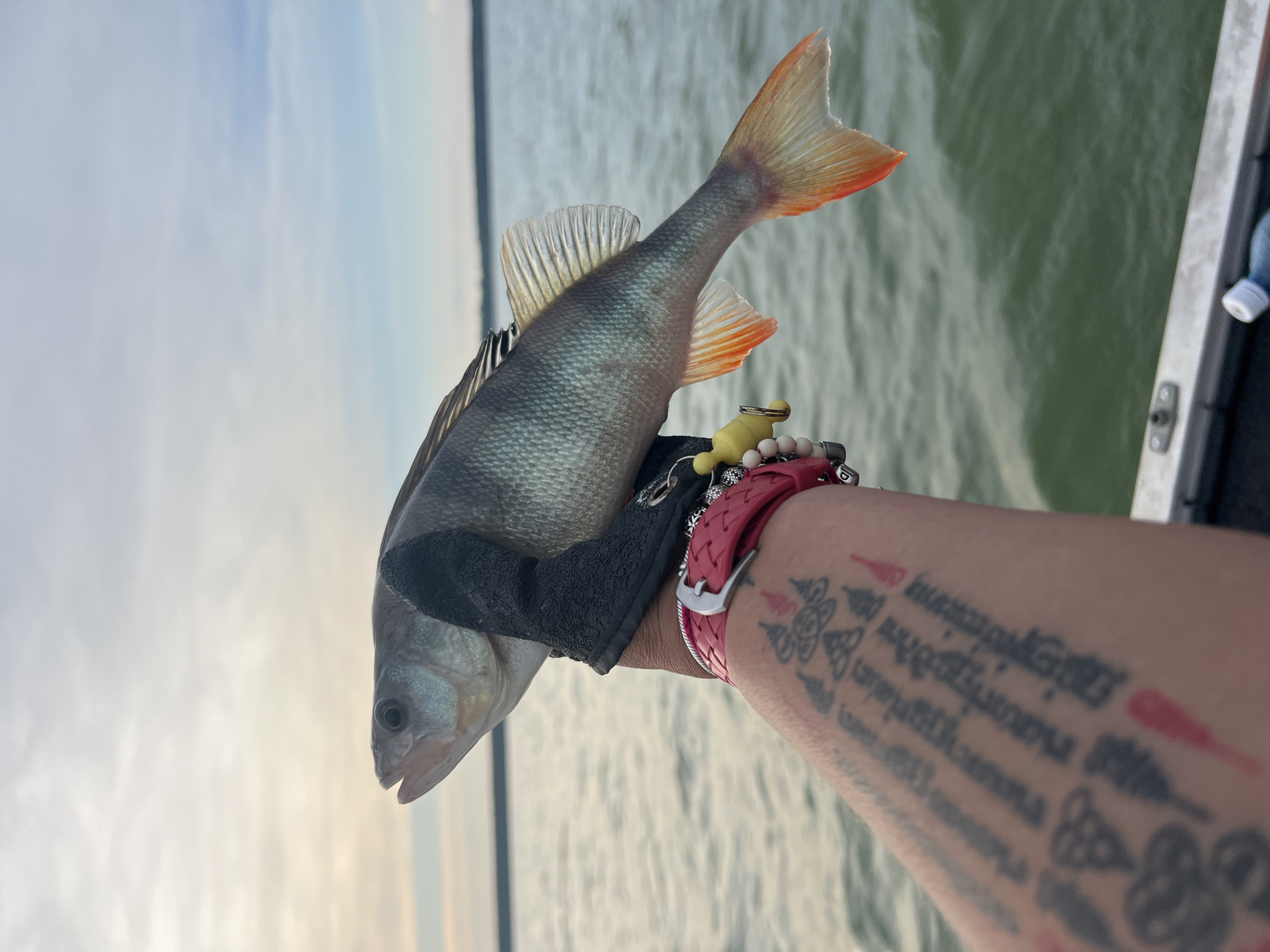 A person wearing a black fishing glove and a red bracelet holds a perch, exhibiting its orange fins and tail, over a body of water. The fish, held by the person's left hand, is positioned horizontally, with its head facing left. The background consists of a calm, green body of water under a hazy sky with soft clouds. The image is a medium shot, capturing the fish, the person's arm with tattoos, and the surrounding environment. The location is identified as Borovoe, Russia.