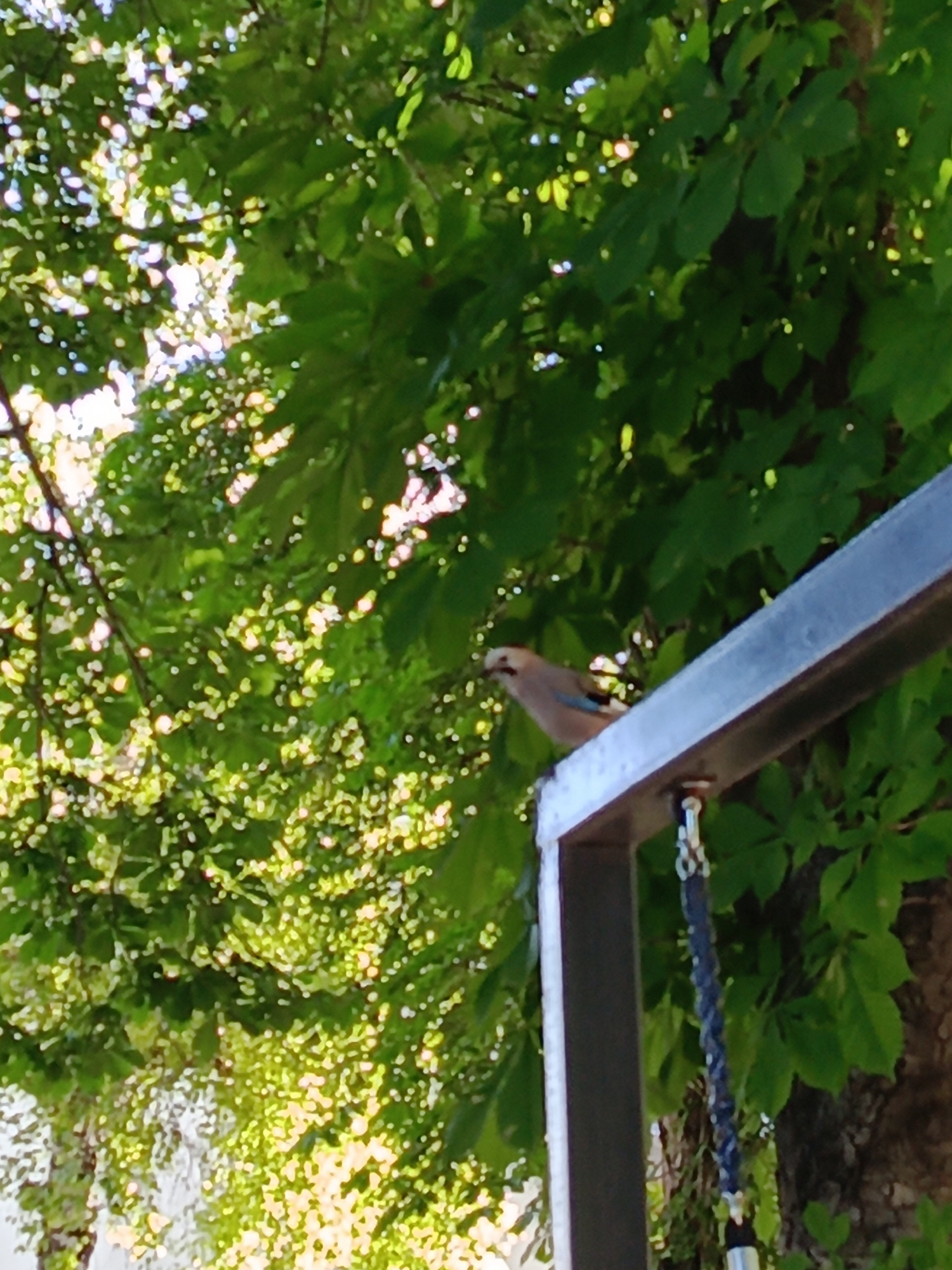 In an outdoor scene, a bird with brown and blue plumage perches on a horizontal metal bar. The bird is positioned on the right side of the frame, facing left. Behind the bird and the metal bar, lush green foliage from trees fills the background. Sunlight filters through the leaves, creating dappled light effects. A dark, braided rope hangs down from a fixture attached to the metal bar, situated below the bird. The image appears to be taken in a location within the city of Ust-Dzheguta, Russia, during daylight hours.