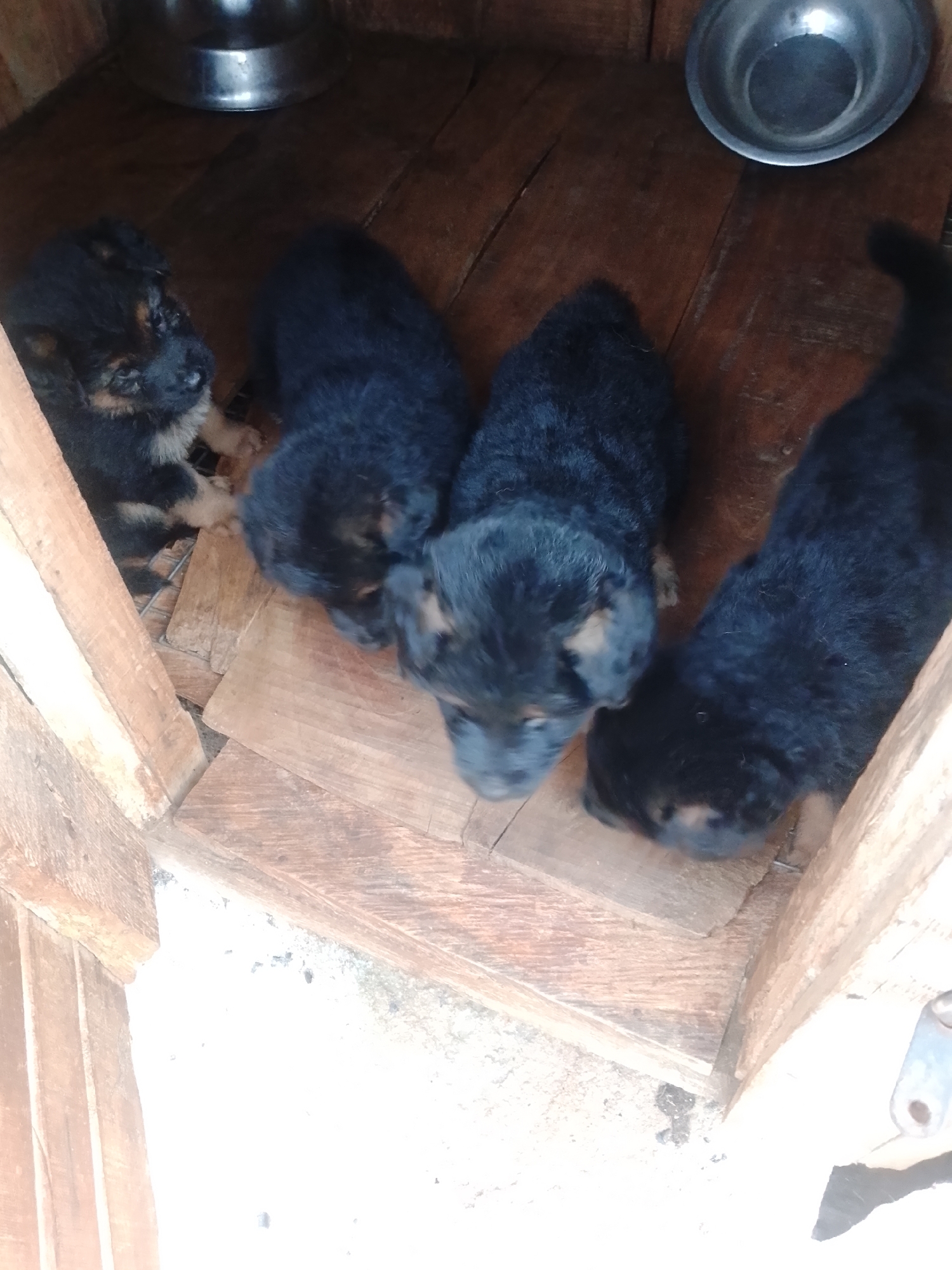 In an enclosed wooden structure, a litter of four German Shepherd puppies huddle together. Two puppies are visible in the foreground, their black and tan fur blending with the shadows. To their left, another puppy is partially obscured, with only its head and forelegs showing. In the background, a fourth puppy lies on its side, its body mostly hidden. The structure appears to be a simple doghouse made of rough-hewn wooden planks. A metallic bowl, possibly a food or water dish, sits in the upper right corner of the enclosure. The puppies appear to be very young, their eyes still adjusting to the light. The scene is dimly lit, with a focus on the puppies and their immediate surroundings.