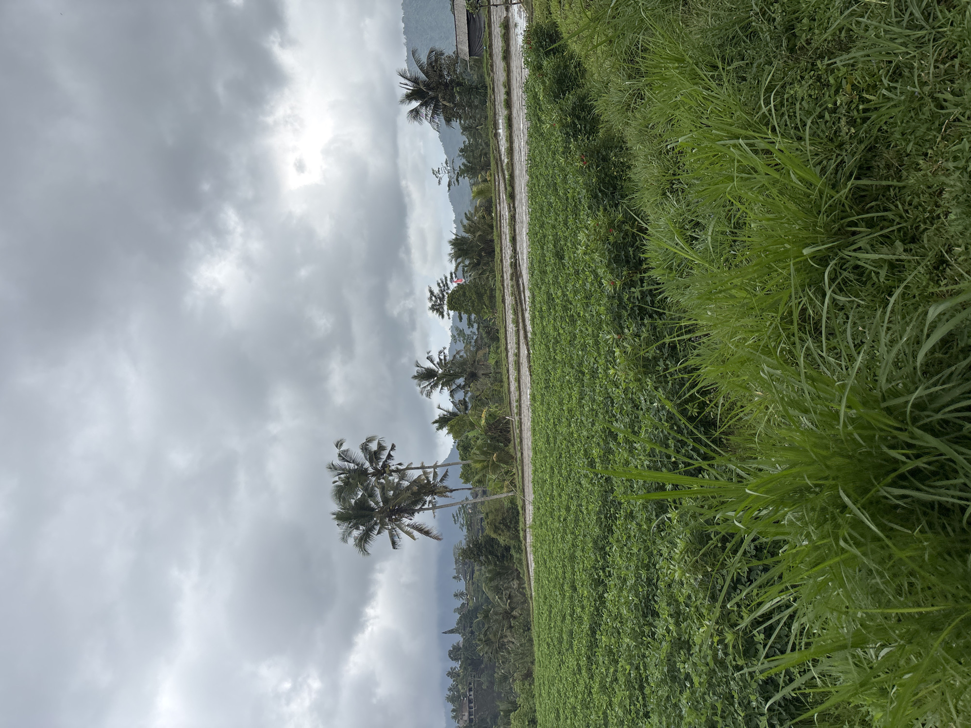 A cloudy day in Sidemen, Indonesia, showcases a lush agricultural landscape. In the foreground, vibrant green grasses grow tall, leading into a neatly cultivated field of short green crops, possibly peanuts, stretching into the middle ground. Beyond this field, a shallow, flooded rice paddy reflects the overcast sky, bordered by a narrow path. In the distance, a cluster of tall palm trees stands prominently, with more trees and vegetation dotting the hillside. Houses are visible nestled among the greenery on the slopes, and further back, misty mountains rise against the dramatic, cloudy sky. A small, dark-roofed structure with a black tarp or shade is situated on the right side of the image.