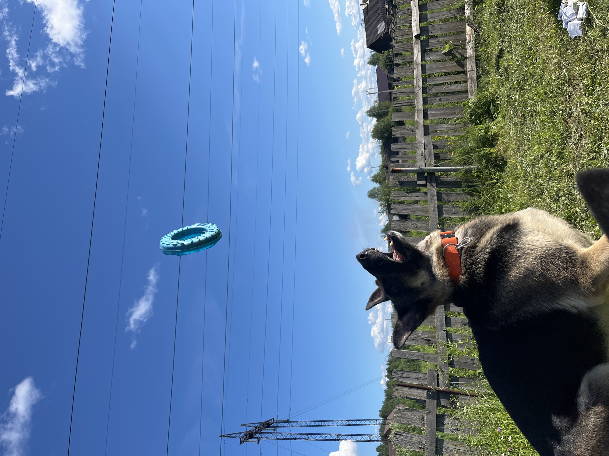 The media file depicts a German Shepherd dog in a grassy outdoor setting, with a clear blue sky and scattered clouds. The dog, wearing an orange collar, has its mouth open, appearing to be mid-bark or perhaps about to catch an object. In the sky, a blue, ring-shaped toy is suspended, suggesting it has been thrown.
Behind the dog is a rustic wooden fence, and beyond that, some trees and buildings are visible, hinting at a rural or semi-rural environment. Power lines stretch across the sky, and a metal electrical pylon stands in the distance, further indicating an outdoor, possibly utility-adjacent location. The bright sunlight and blue sky suggest it is daytime, likely a sunny day.
The overall scene conveys a sense of playful activity, with the dog enthusiastically engaged in a game of fetch. The setting, with its fence and vegetation, is consistent with a yard or an open field. The location context provided is Nizhny Tagil, Russia. There is no visible text in the image.