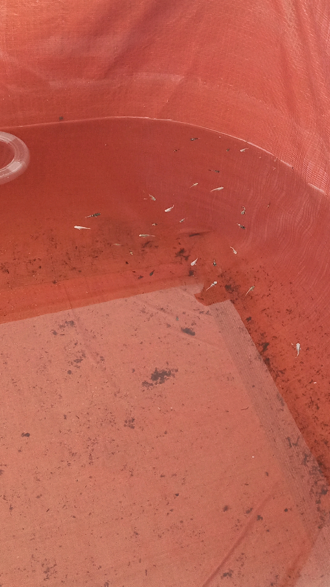 The image shows a red tarp forming a large container filled with water. The water is murky and reddish-brown, with a visible substrate of what appears to be dirt or sediment at the bottom. Scattered throughout the water are many small fish, likely guppies, of varying colors including white, black, and patterned. A white plastic ring is visible in the upper left corner, partially submerged. The scene appears to be outdoors, possibly in an aquaculture setting, given the presence of the tarp and the concentration of fish. The image is an overhead view, capturing the surface of the water and the contents within. There is no visible indication of a specific location in Babadan, Indonesia.