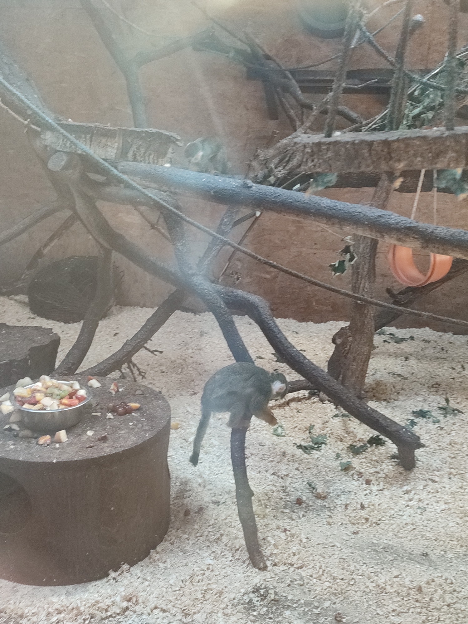 The image depicts an enclosure that appears to be a habitat for small primates, likely in a zoo or sanctuary setting. The enclosure is filled with branches, some of which are arranged to create climbing structures. On the ground, there is a layer of wood shavings or similar substrate. In the foreground, a small monkey with dark fur and white markings around its face is clinging to a vertical branch, facing away from the camera. To the left, on top of a cylindrical wooden object, there is a metal bowl filled with chopped fruit, suggesting a feeding area. The background shows more branches and the wall of the enclosure. The lighting suggests an indoor environment, possibly illuminated by artificial light with some natural light entering. There is no indication of the specific location within the city of Rivne, Ukraine, or any people present.