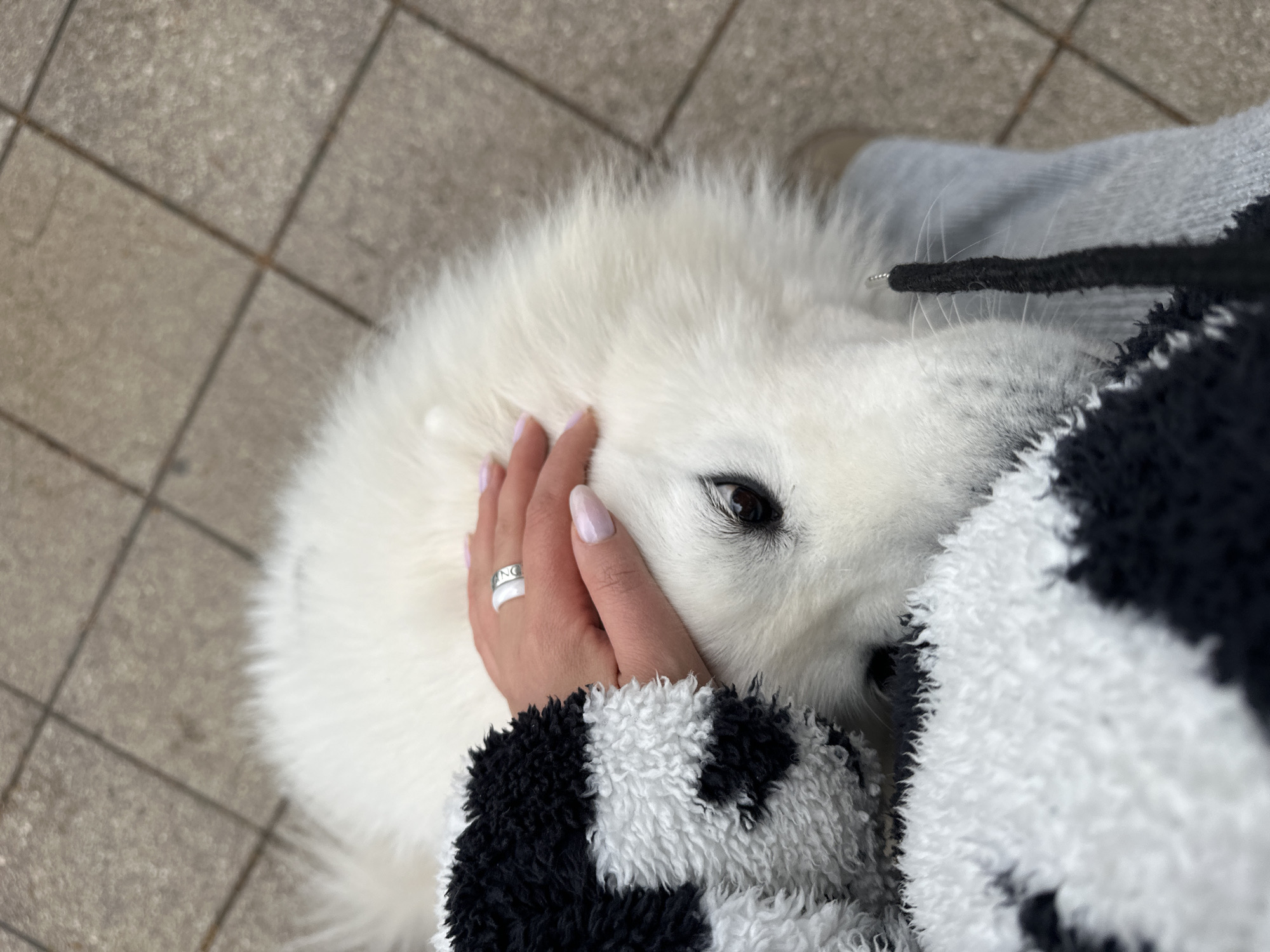 A close-up, overhead shot depicts a white Samoyed dog being petted by a person. The dog's face is visible with one eye open, nestled against the person's hand. The person's hand has pale pink fingernails and a silver ring on one finger. The person is wearing a black and white fleece jacket. The scene takes place outdoors on a tile surface with a grid pattern. This image does not provide enough visual information to confirm its location within the city of Bar, Montenegro.