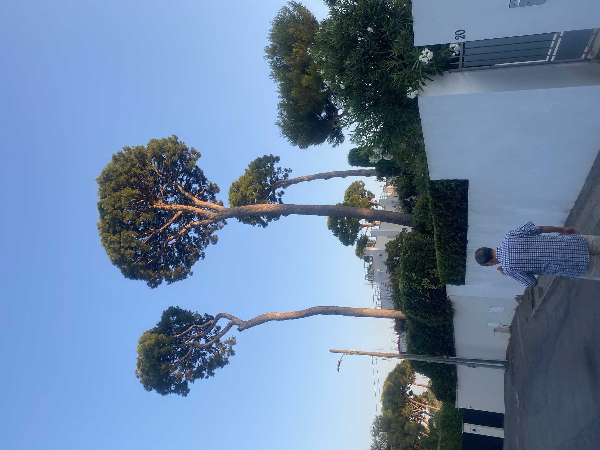 A man in a blue and white checkered shirt and beige shorts walks away from the camera on a street in Antibes, France. He is walking on a paved road, with a white wall on his right and a black and white gate on his left. Behind the wall, there are several tall pine trees and green bushes. The sky is clear and blue. The number "20" is visible on the gate. A lamppost is visible on the left side of the image. The overall scene appears to be a residential area with lush vegetation.