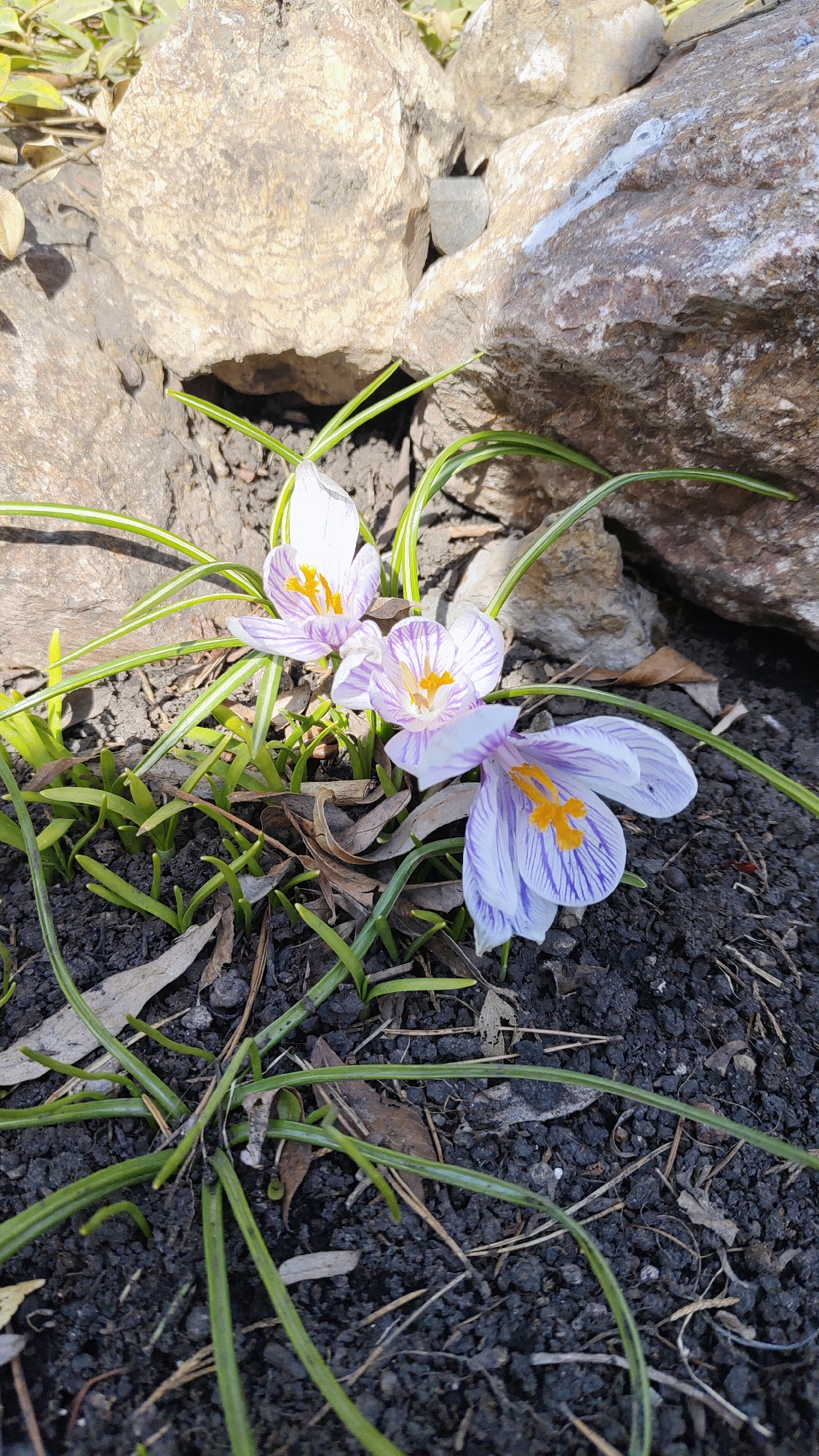 The image shows a close-up of three striped Crocus flowers growing in dark soil near light-colored rocks. Thin green leaves sprout from the ground alongside the flowers and a few scattered dead leaves are also present. There is no information in the image to confirm the location in Krasnoyarsk, Russia, but the plants and environmental elements are consistent with a garden or similar outdoor setting. There are no people visible.