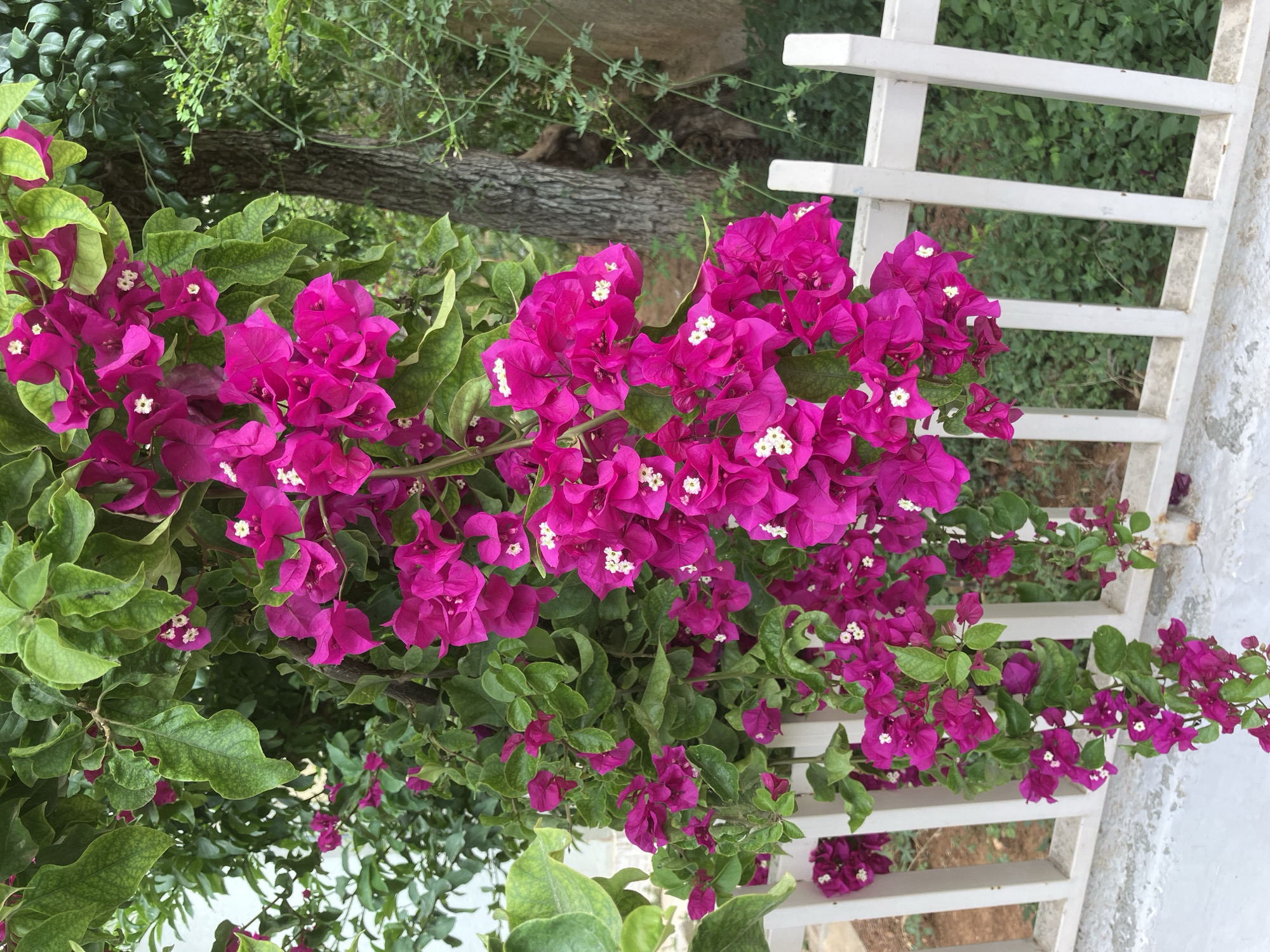 The image displays a close-up view of a vibrant bougainvillea plant with numerous bright magenta-purple bracts, often mistaken for petals, surrounding small, delicate white flowers with yellowish centers. The plant's rich green leaves are also prominent, framing the colorful bracts.
The bougainvillea grows in what appears to be an outdoor setting, with a white slatted structure resembling a fence or trellis positioned vertically along the right side of the frame. In the background, behind the flowering plant and the white structure, dense green foliage and a rough-barked tree trunk are visible. The ground appears earthy and somewhat bare in the lower right corner, suggesting a garden or natural environment.
The scene is brightly lit by natural daylight, indicating a clear day. There are no people or discernible activities taking place. No text is visible in the image. The overall impression is one of lush natural beauty and vivid color.