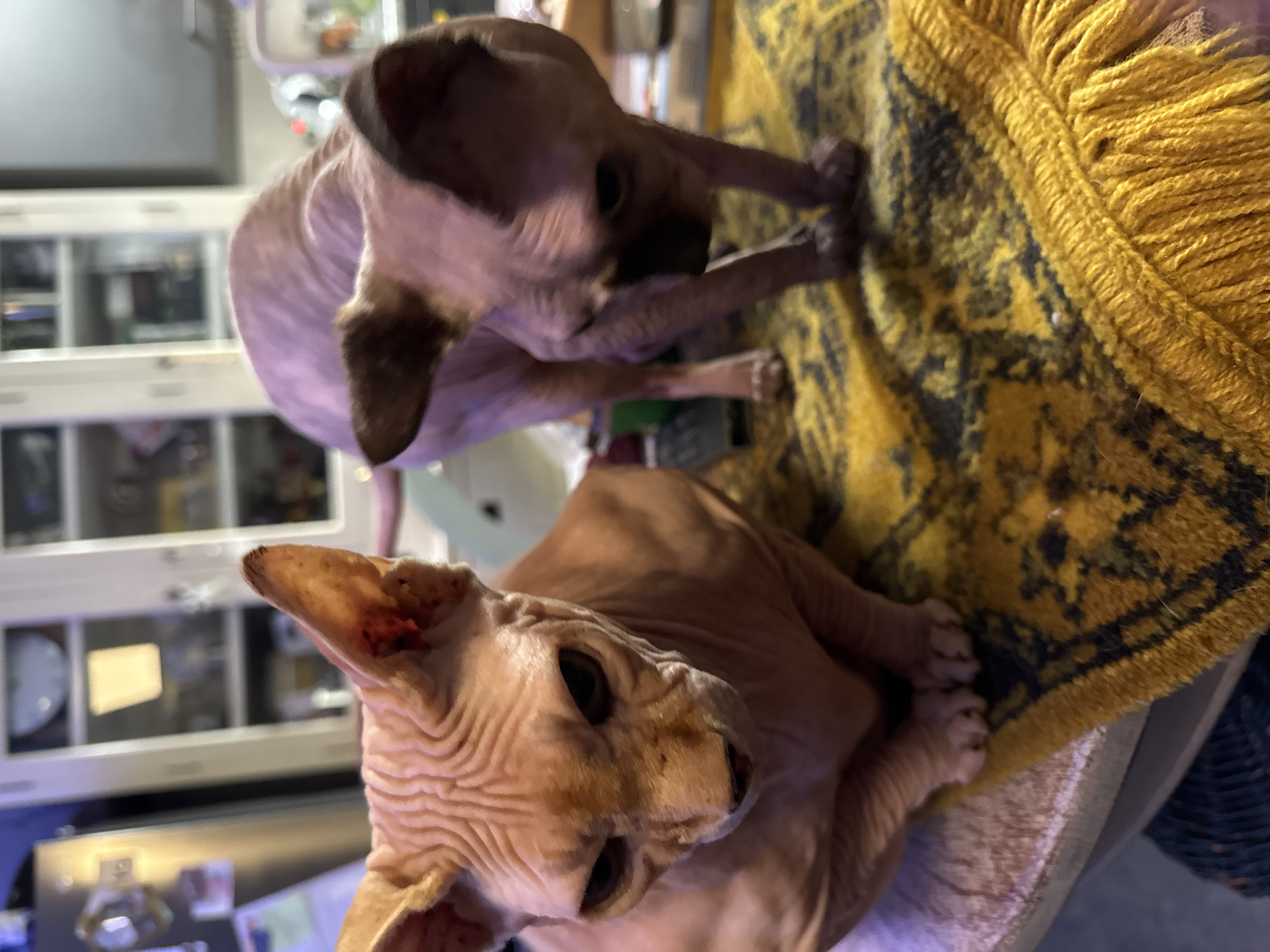 Two Sphynx cats are positioned on a textured yellow rug with a fringe. The cat on the left is looking forward, with its head tilted slightly down. The cat on the right is bending forward, as if sniffing the rug. The background is blurred but appears to be an indoor setting with cabinets and a refrigerator. There is no indication of the location being in Hallum, Netherlands.