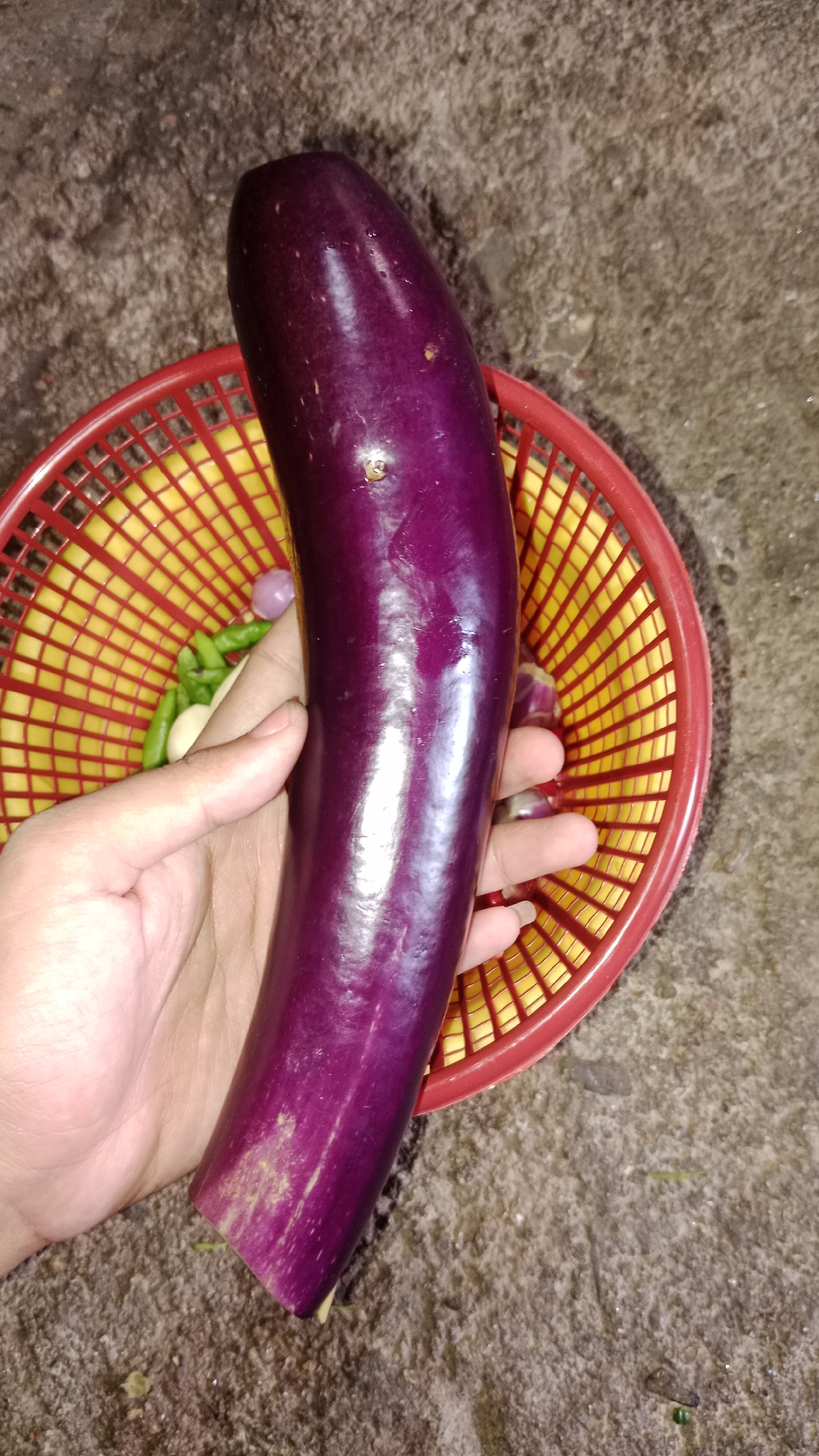 An overhead shot captures a hand holding a long, slender, deep purple eggplant over a red and yellow plastic basket. The basket contains several small green chilies, a few white garlic cloves, and some small purple onions. The ground beneath the basket is rough and textured, resembling concrete or packed dirt. The scene appears to be an outdoor setting in Wono Sari, Indonesia, possibly a market or a home garden. The lighting is dim, suggesting it may be nighttime or a dimly lit indoor area.
