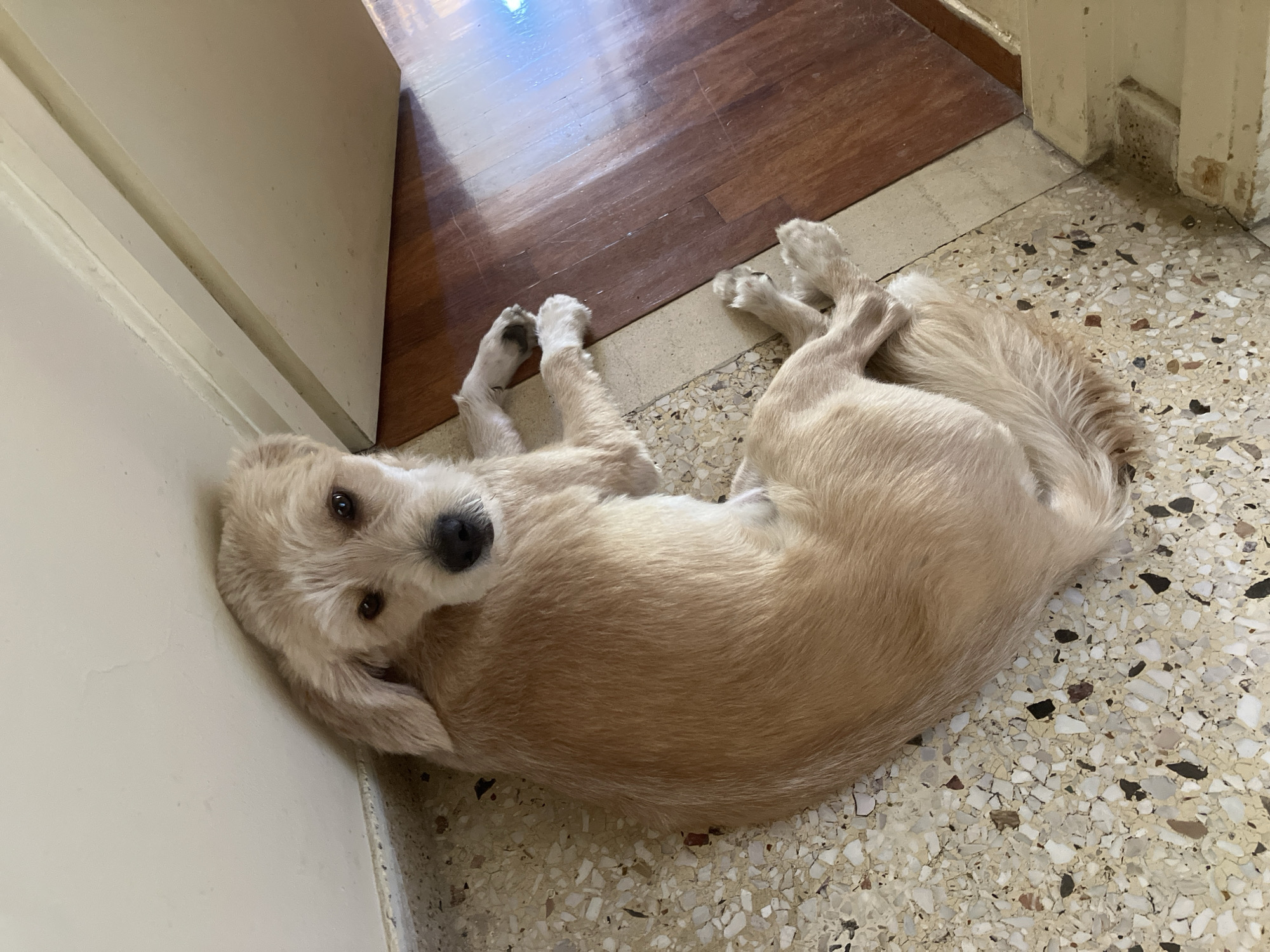A light brown, medium-sized dog with shaggy fur is curled up on a speckled, beige-colored floor. The dog's head is turned towards the camera, and its dark eyes are looking directly at the viewer. The dog is positioned in a corner where two walls meet. The floor transitions from the speckled material to polished dark wood. The wall to the left of the dog is a plain, light beige color. The area to the right appears to be a doorway or entrance to another room, with light filtering in from the right side of the frame. The lighting suggests it is daytime.