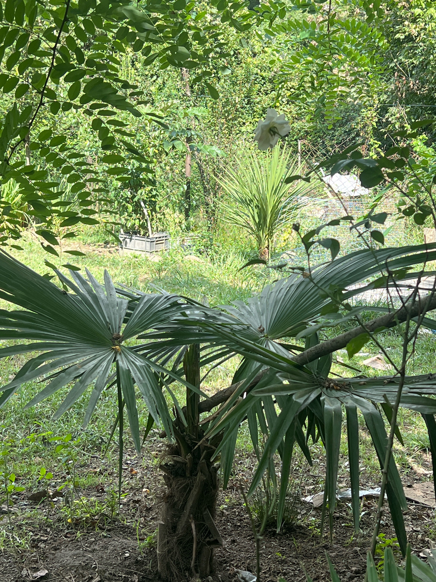 The image depicts an outdoor scene in a garden or yard area, likely within the city of Sokhumi, Abkhazia. In the foreground, a palm tree with large, fan-shaped leaves dominates the lower half of the frame. The tree trunk is fibrous and appears weathered. Several fronds extend outwards, some partially obscuring the background. Beyond the palm tree, the environment is lush and overgrown with various green foliage, including smaller plants and trees. The ground is covered with a mix of dirt, dry leaves, and some sparse grass. In the mid-ground, a pale white flower is visible, appearing to be a rose, suspended from a branch above. Further in the background, a wire fence is discernible, and behind it, more dense vegetation. A grey plastic crate with a handle is situated on the ground in the mid-background, suggesting some form of outdoor storage or gardening equipment. The overall impression is one of a natural, somewhat unkempt, garden setting.